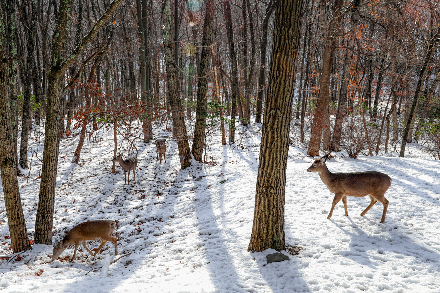 four deer walk through a snowy forest