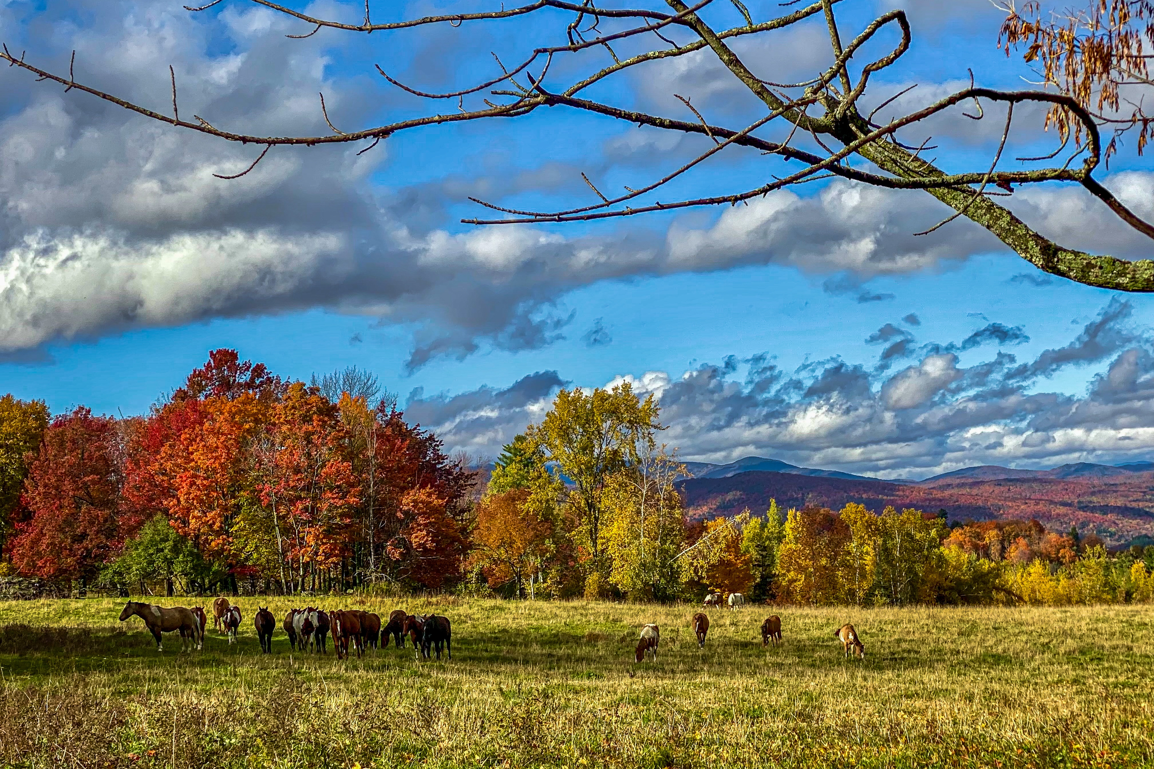 horses graze in a field in the green mountains of vermont surrounded by fall foliage