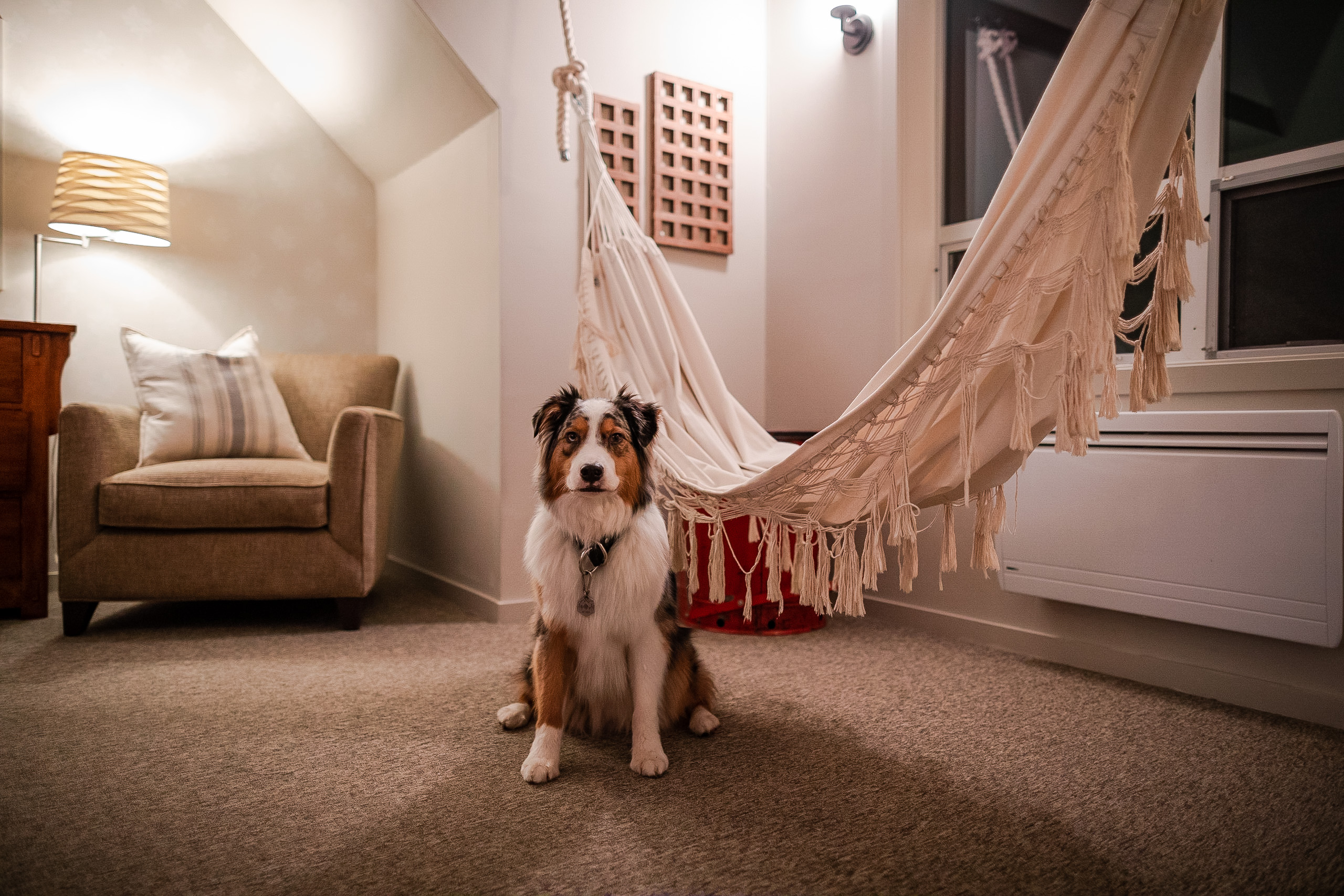 Koda, the Australian Shepherd, sits proudly in front of an indoor hammock inside a North Cascades vacation home