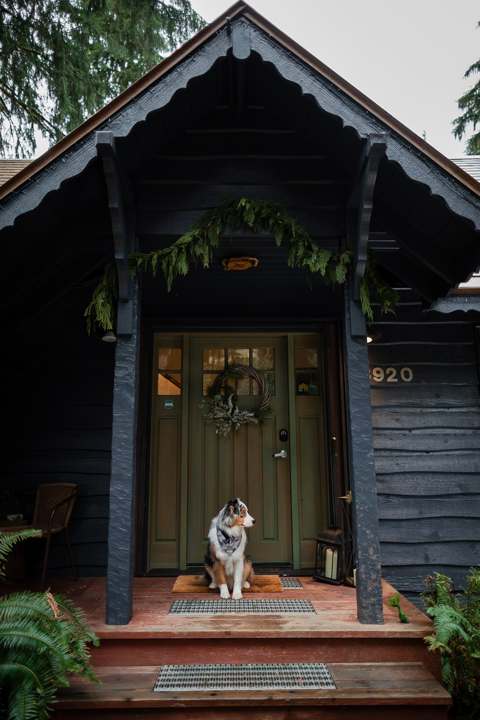 Koda, the Australian Shepherd, sits at the front door of his vacation rental in the North Cascades