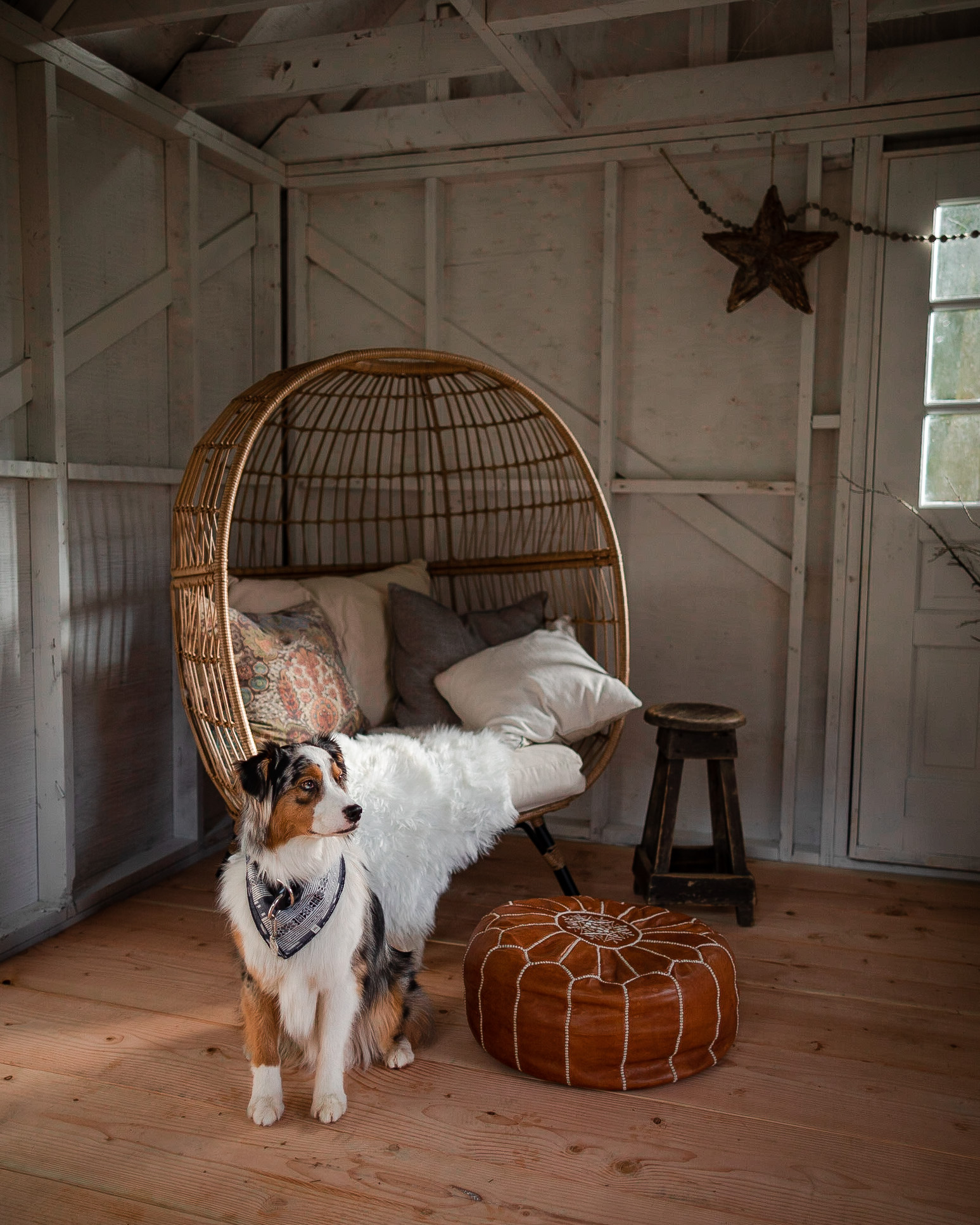 Koda, the Australian Shepherd, poses in his North Cascades vacation rental