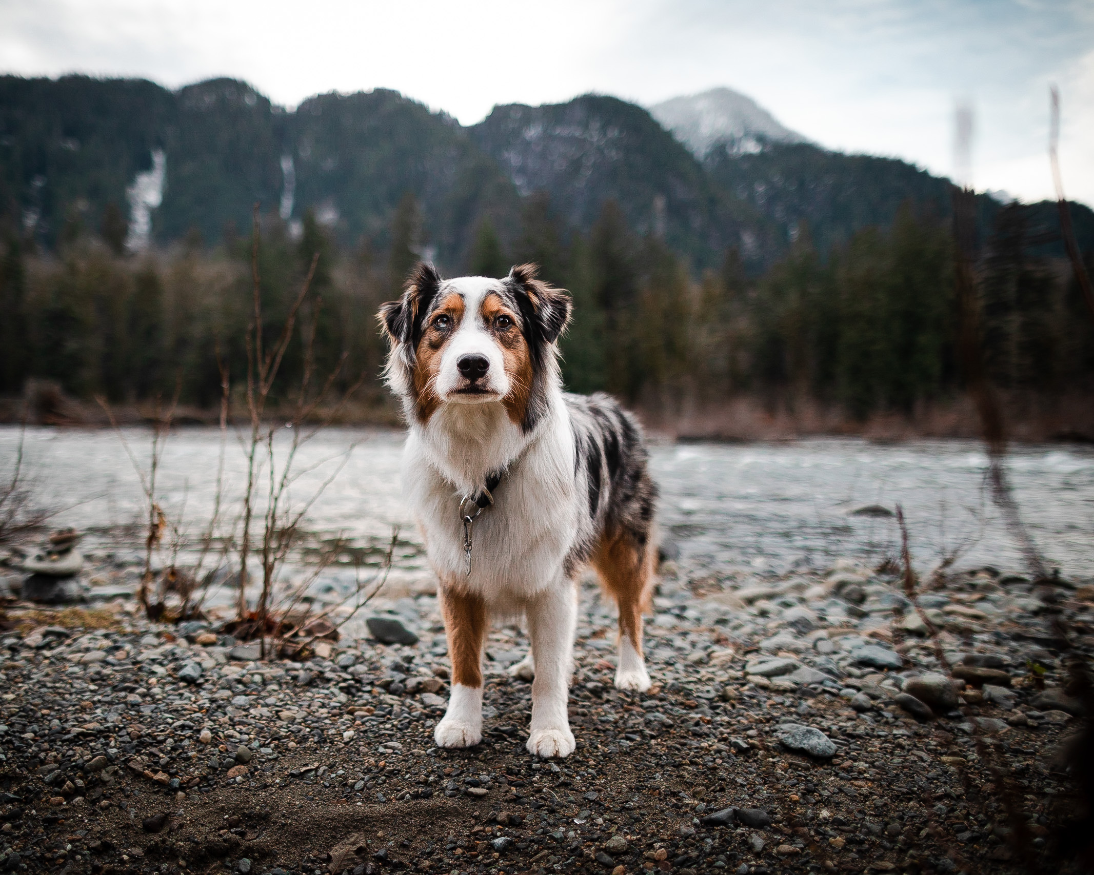 Australian Shepherd stands beside a river in the North Cascades