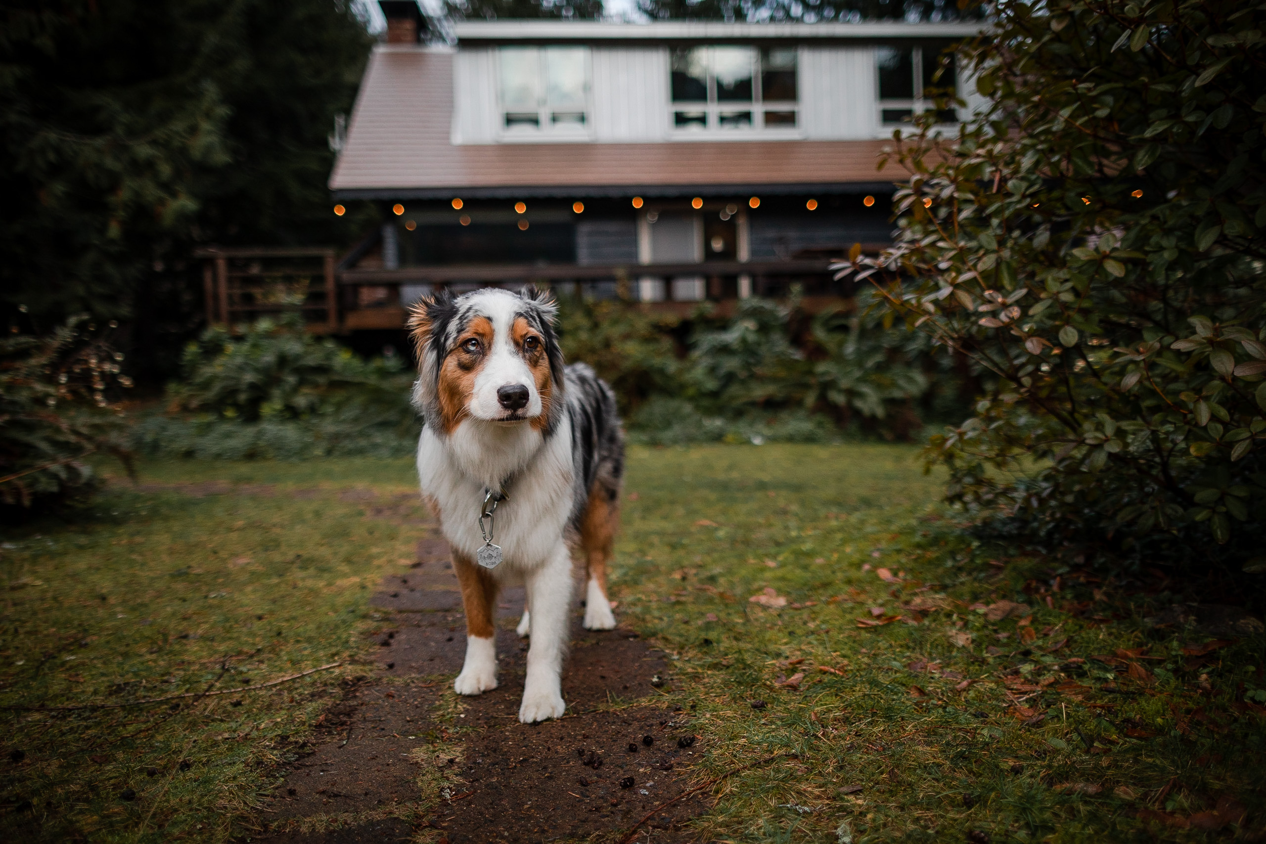 Australian Shepherd name Koda who stayed at a Vacasa rental