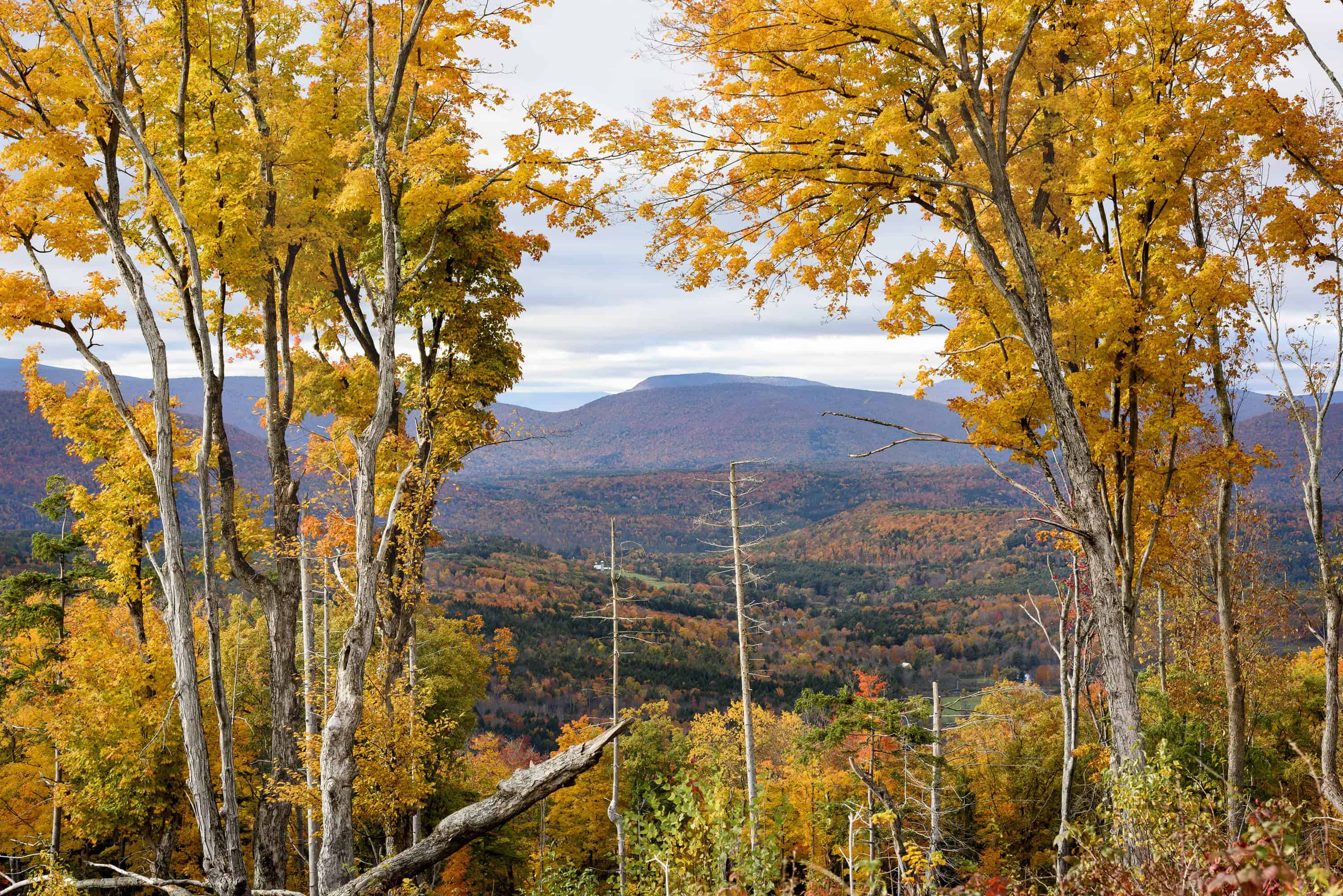 Fall foliage of the Adirondacks