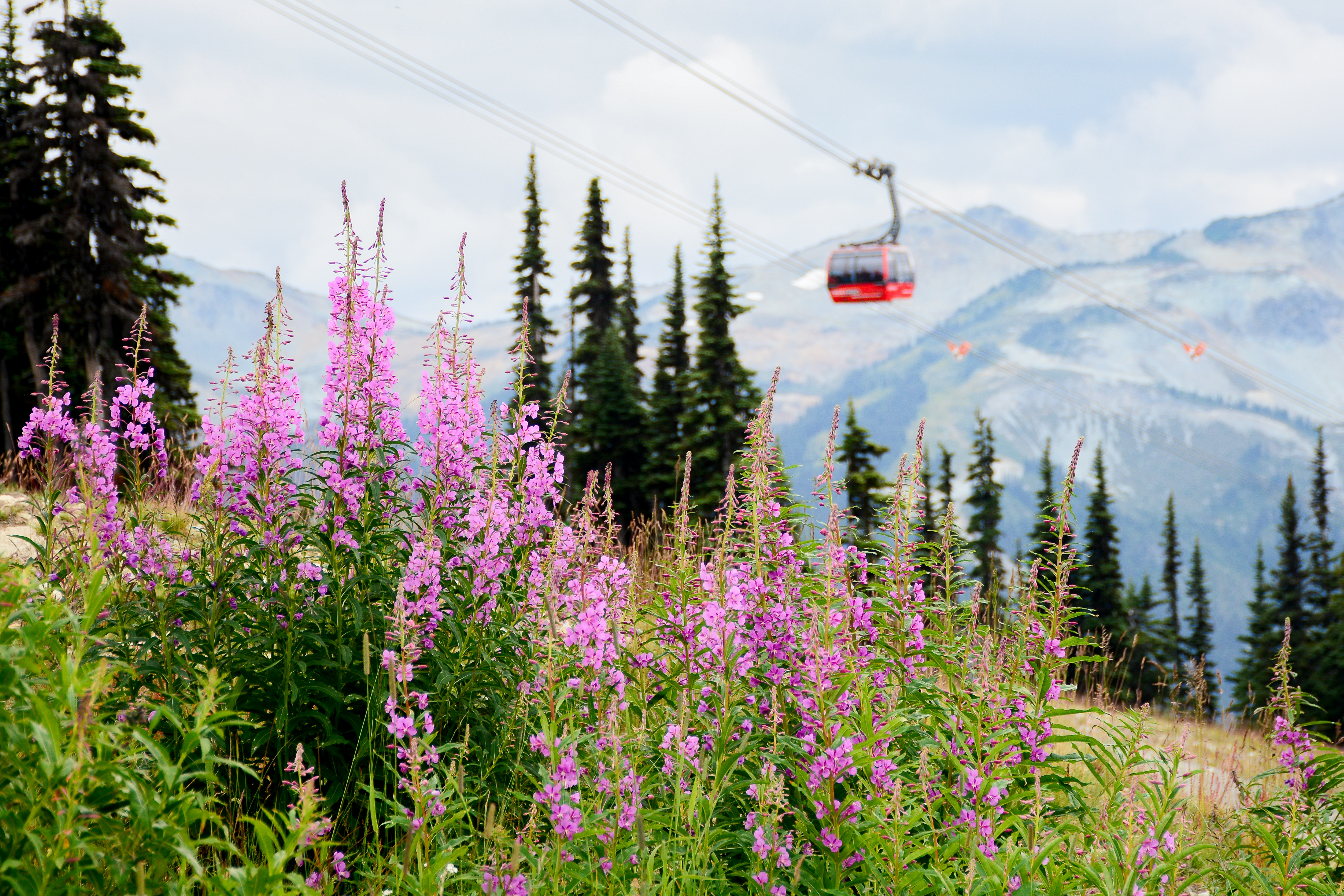 Image of a skylift at Whistler, BC.