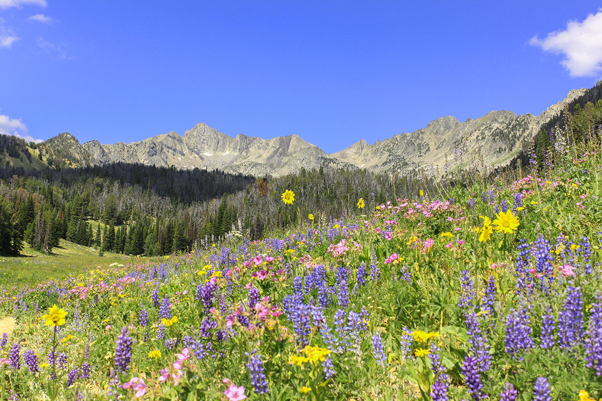 wildflowers and mountains from the Beehive Basin Trail