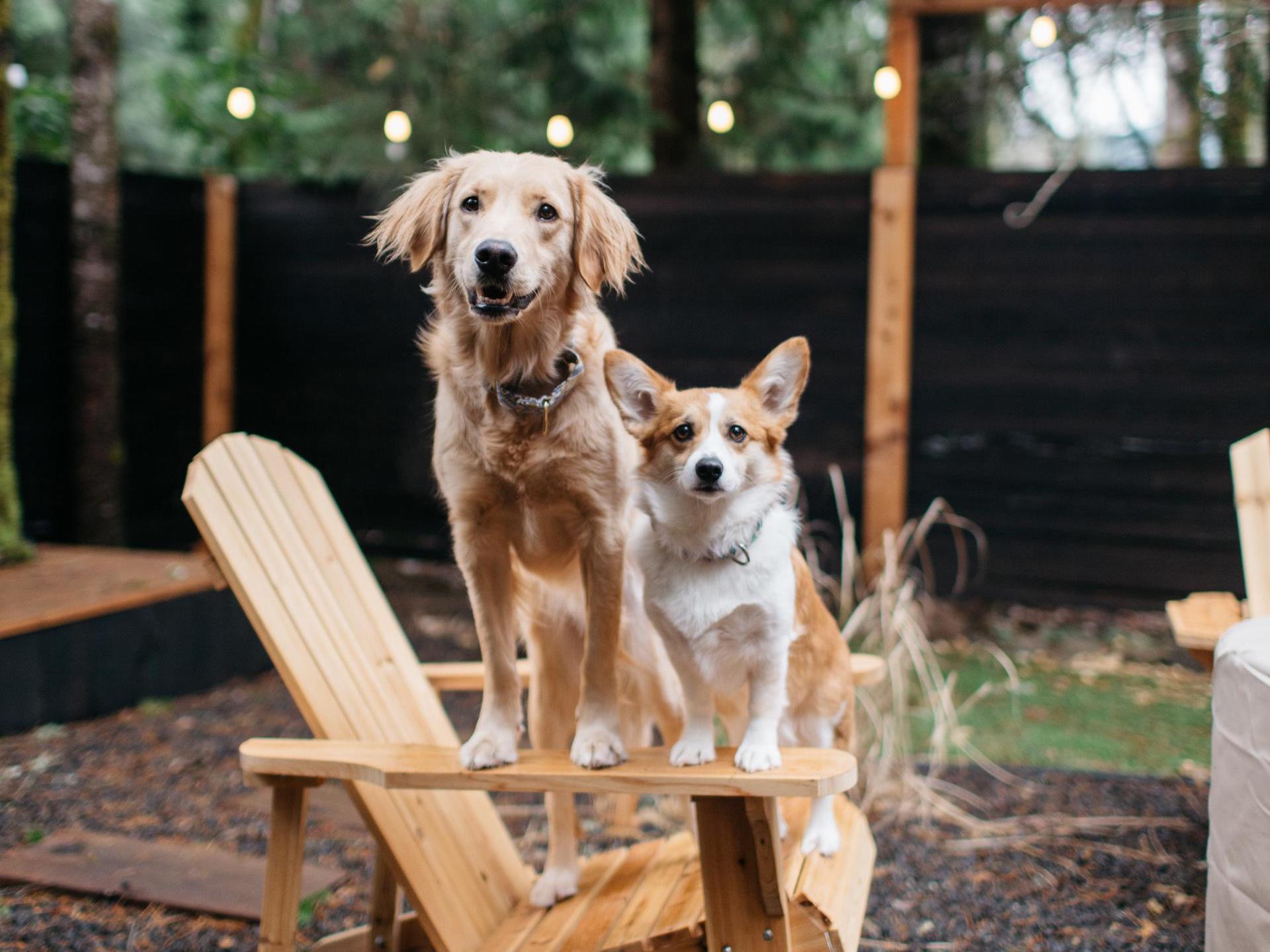 two dogs pose on an adirondack chair