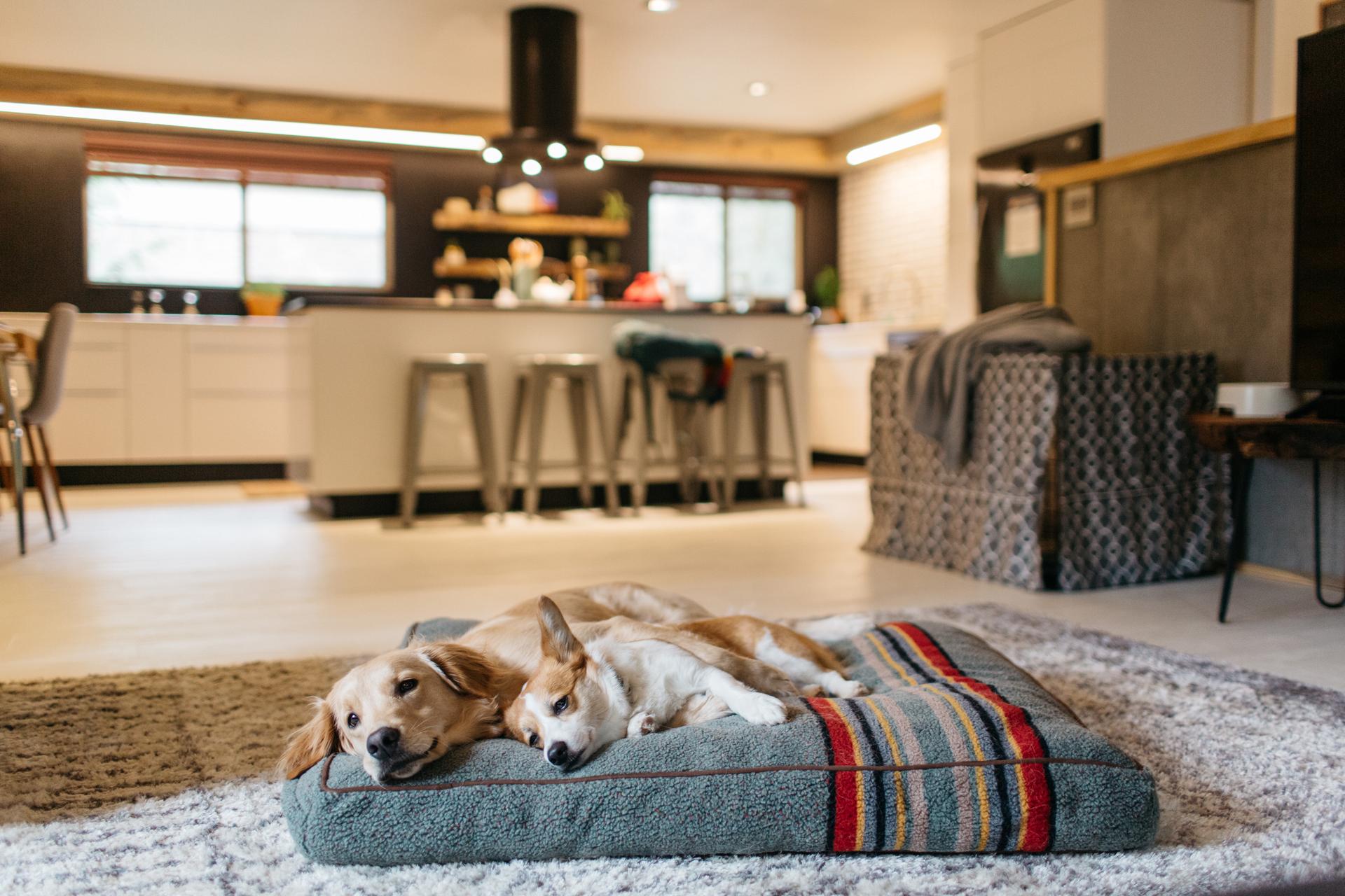 two dogs lay on a Pendleton dog bed in a vacation home