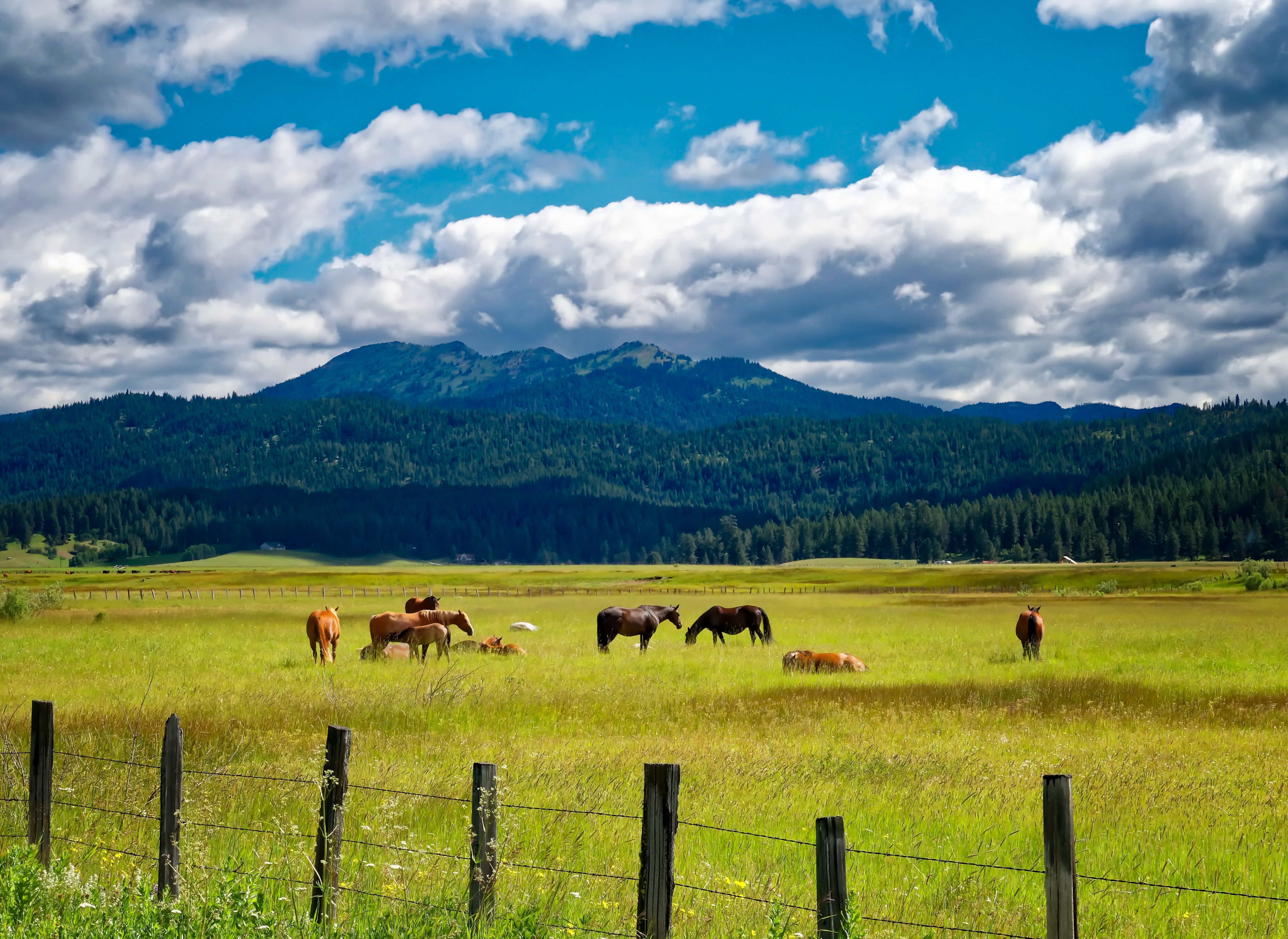 Horses in a fenced field of tall grass, a forest and mountains in the background in McCall, ID.