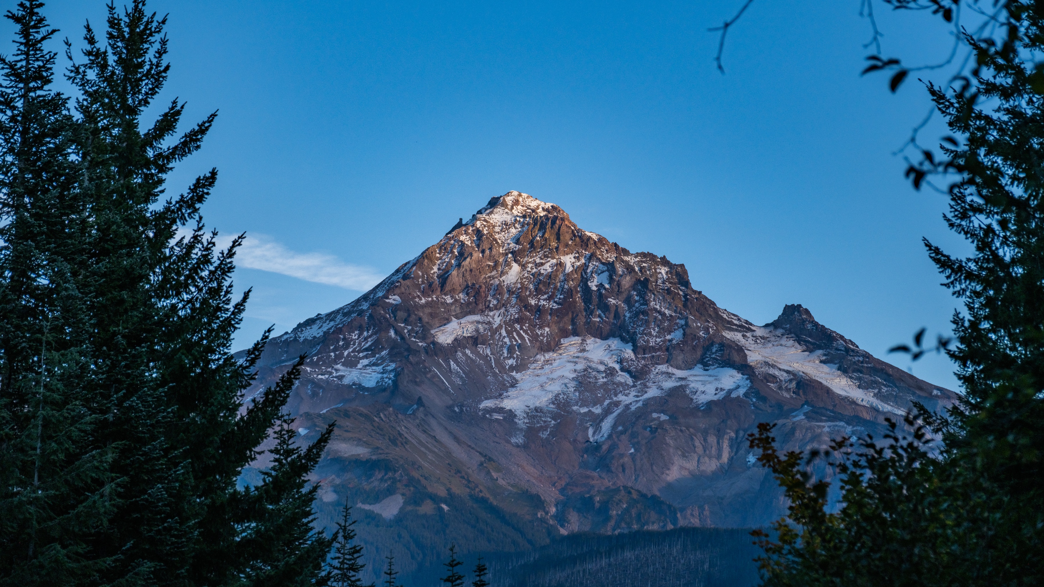 View of snow-capped Mt. Hood through evergreen trees