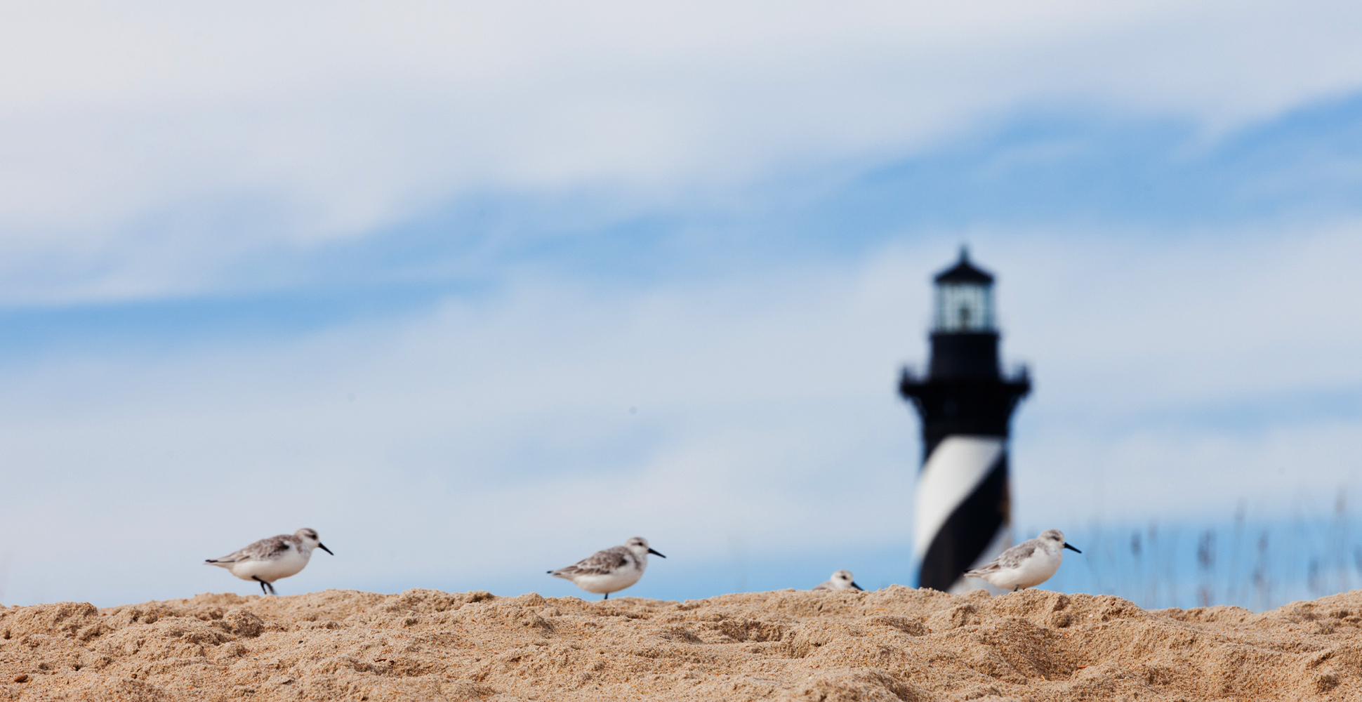 Four small birds standing on sand with a black and white lighthouse in the distance.