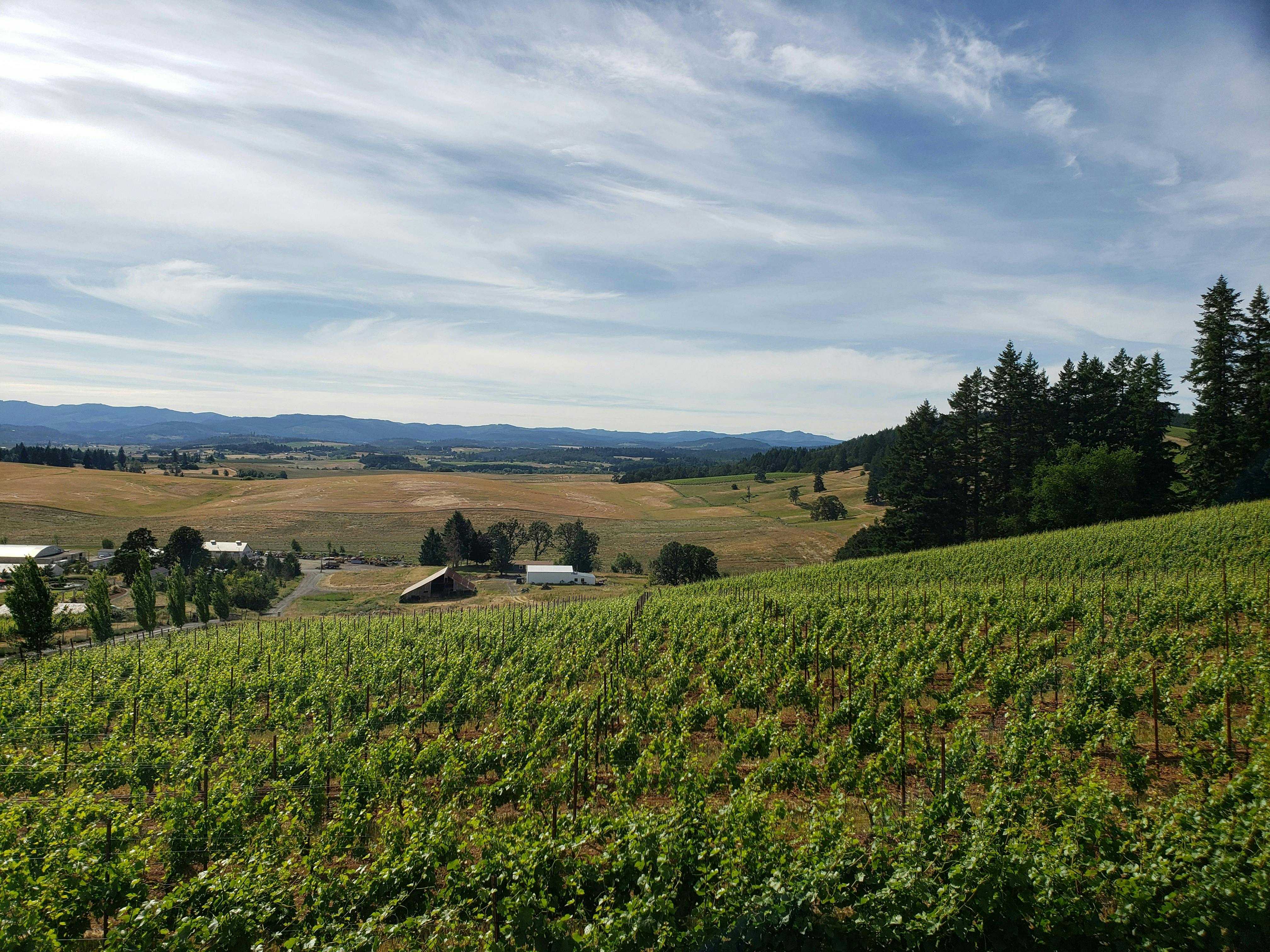 Willamette Valley vineyard in winter