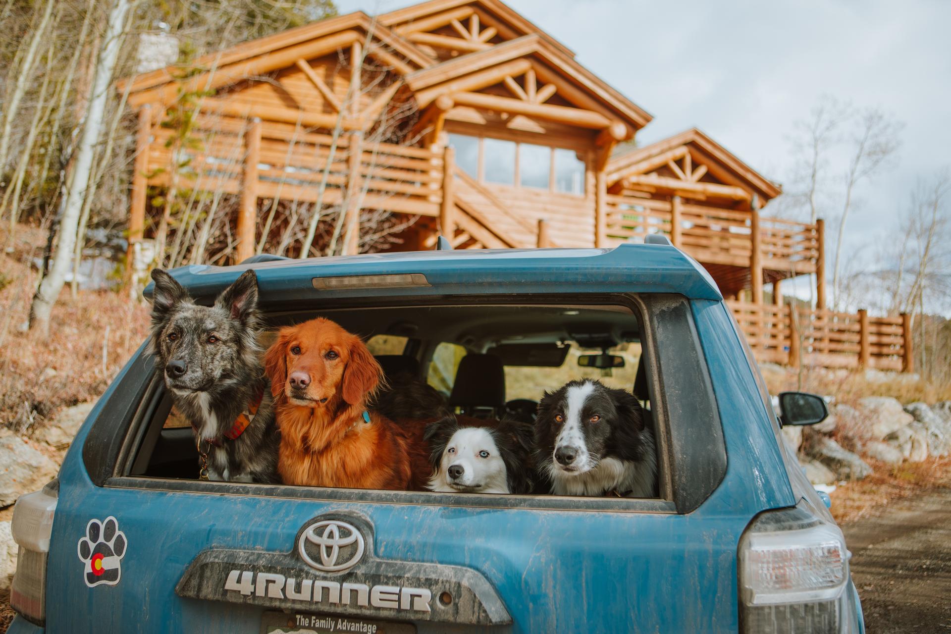 Dogs in the back of a 4-runner at a cabin in Colorado.