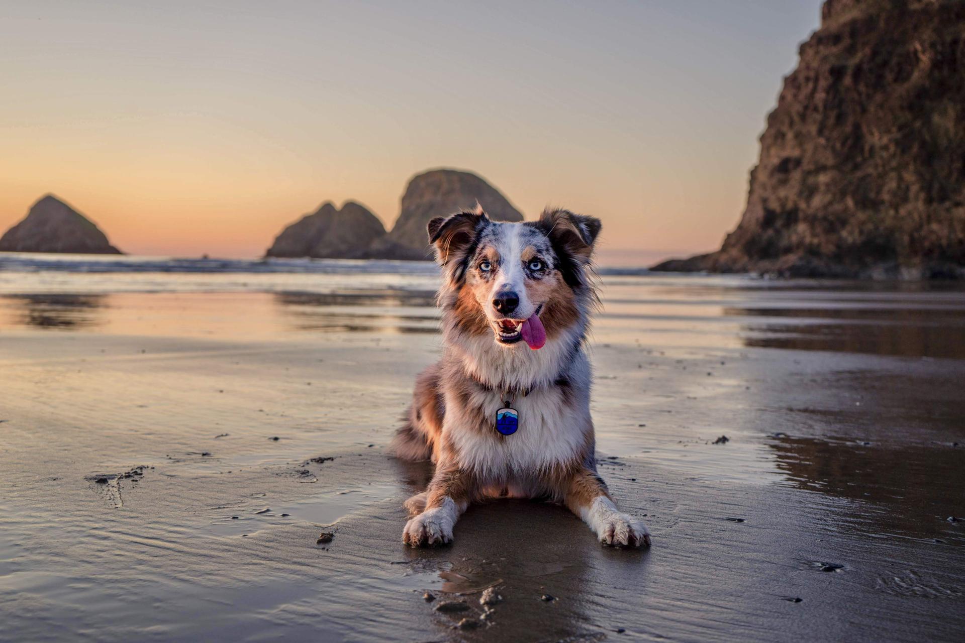 How to market your Airbnb to pet owners