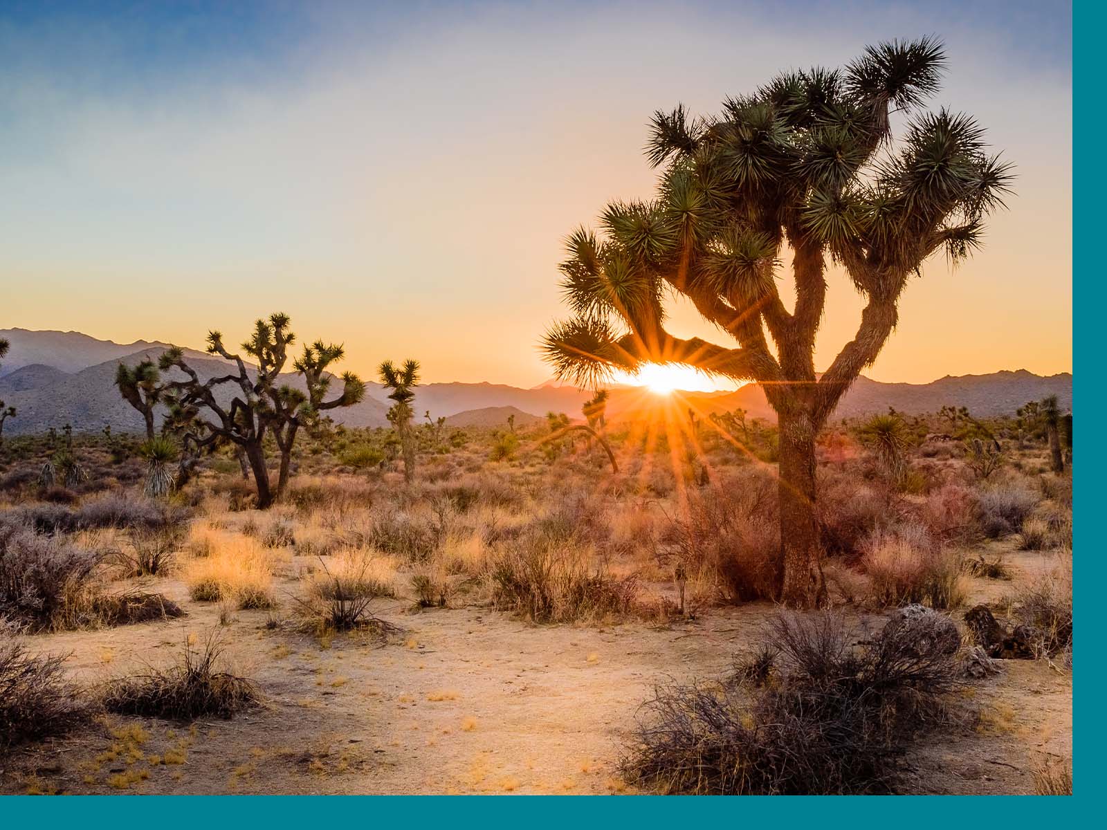 desert and trees inside Joshua Tree National Park