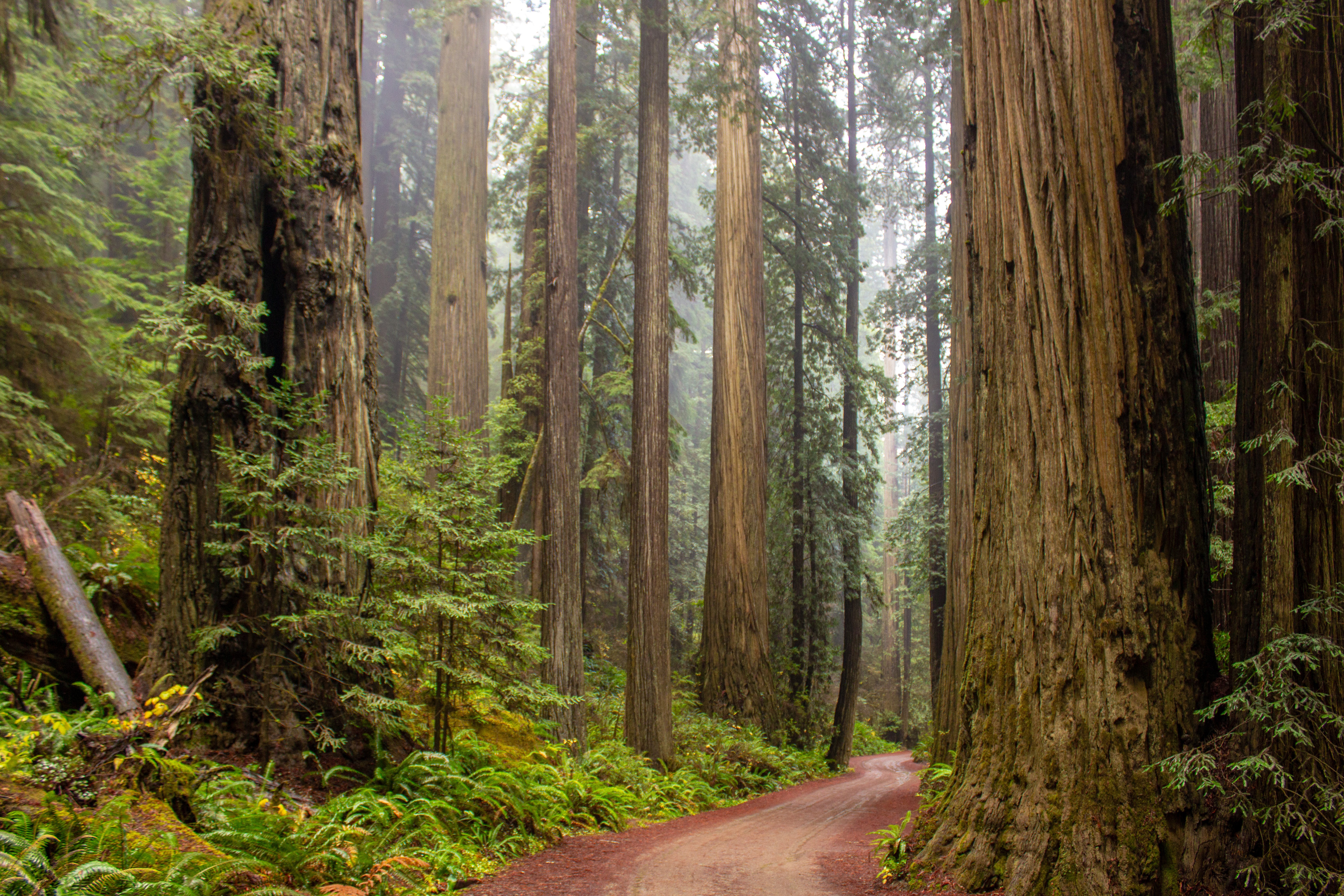 Dirt trail passing through giant trees on a smoky day.