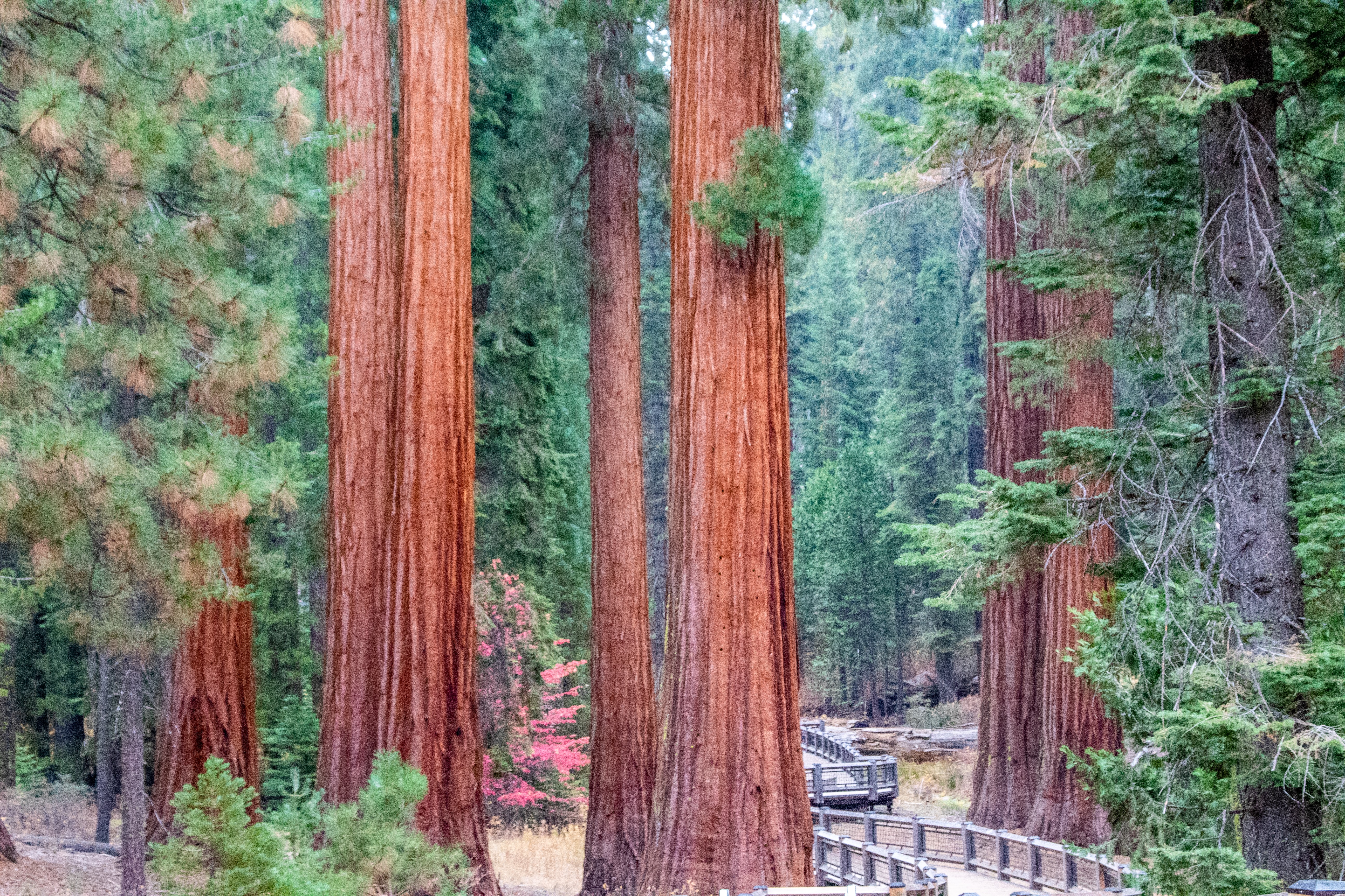 A trail passing between giant Redwood trees.