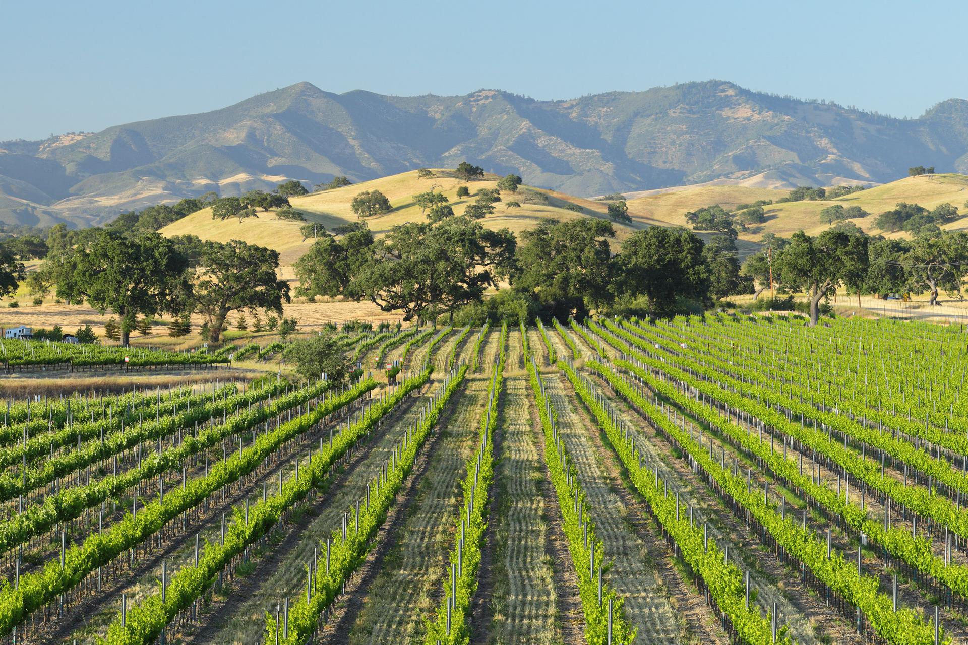 Vineyard in Santa Barbara.