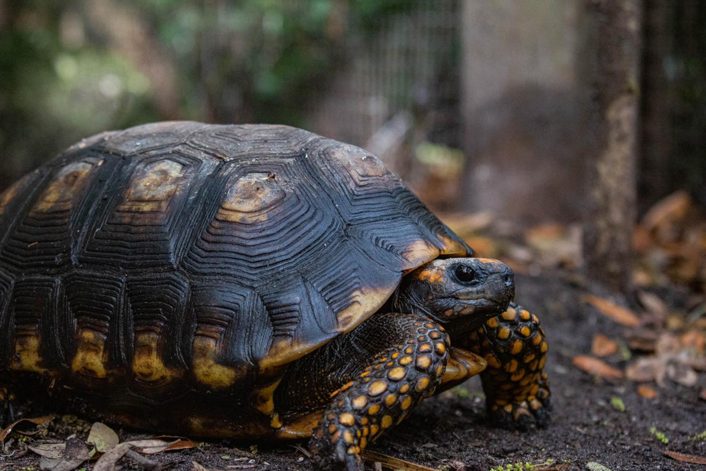 City guide: Activities for kids in in St. Augustine