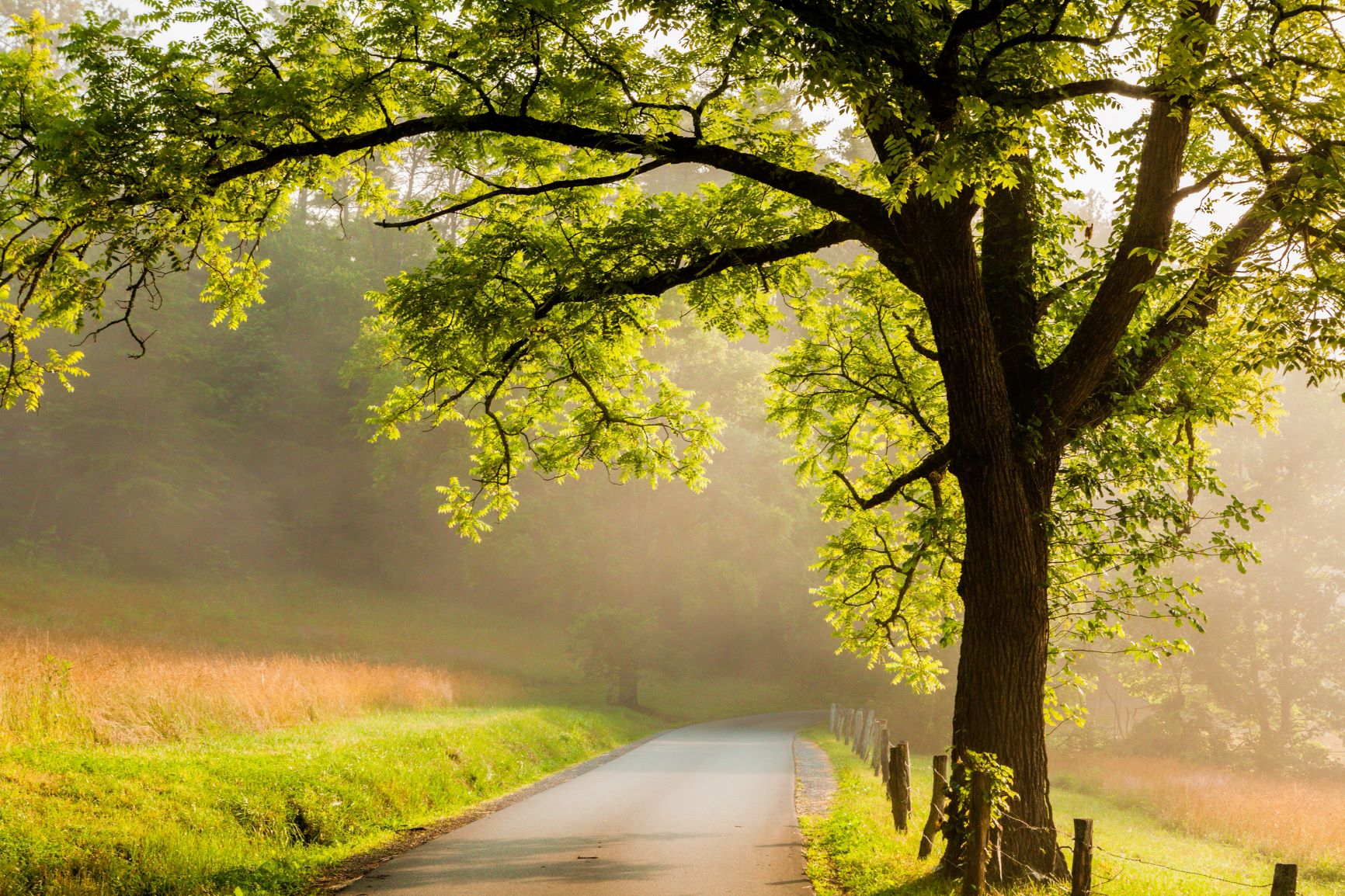 Narrow road in the country on a foggy morning in Townsend, TN.