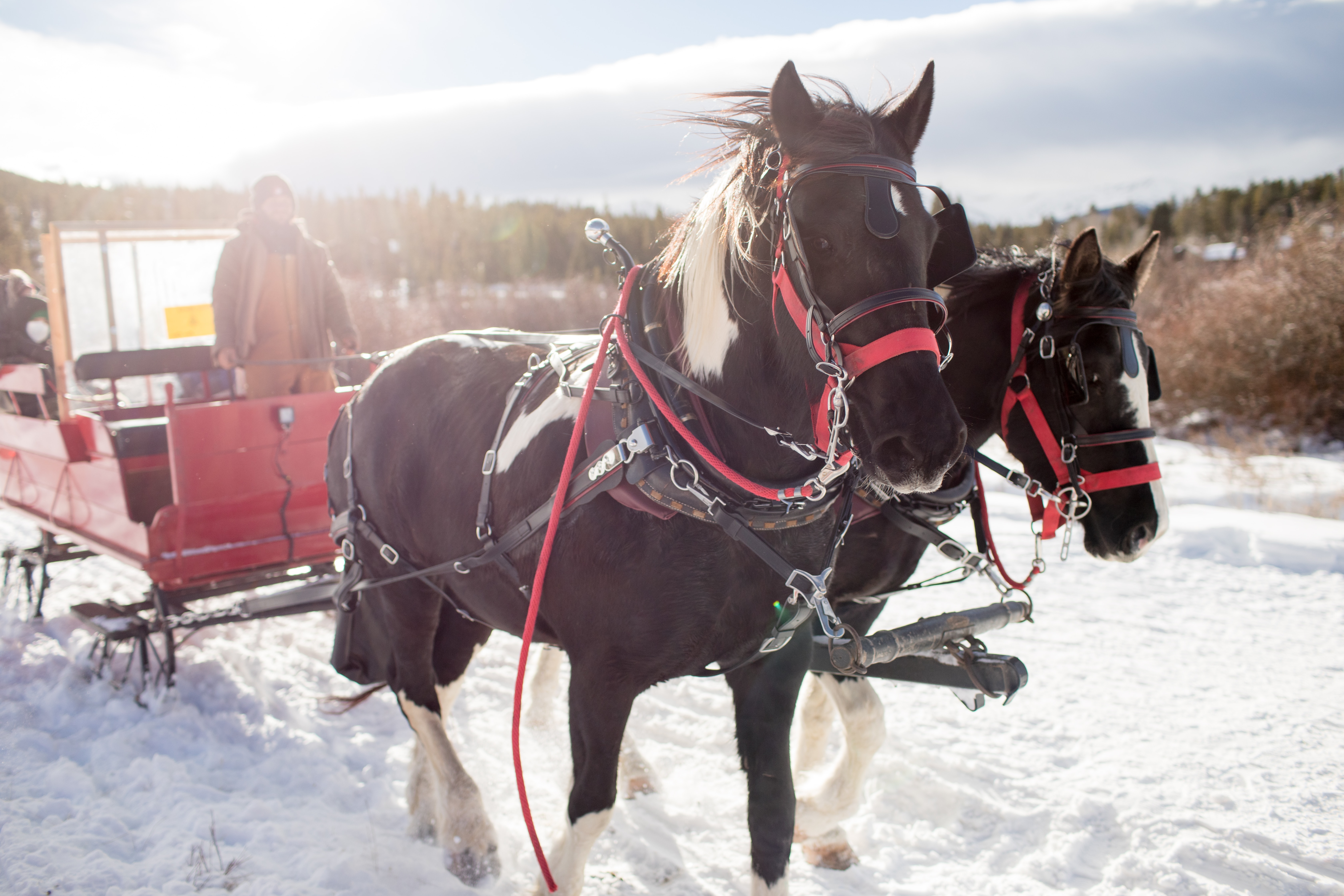 Sleigh rider with horses.