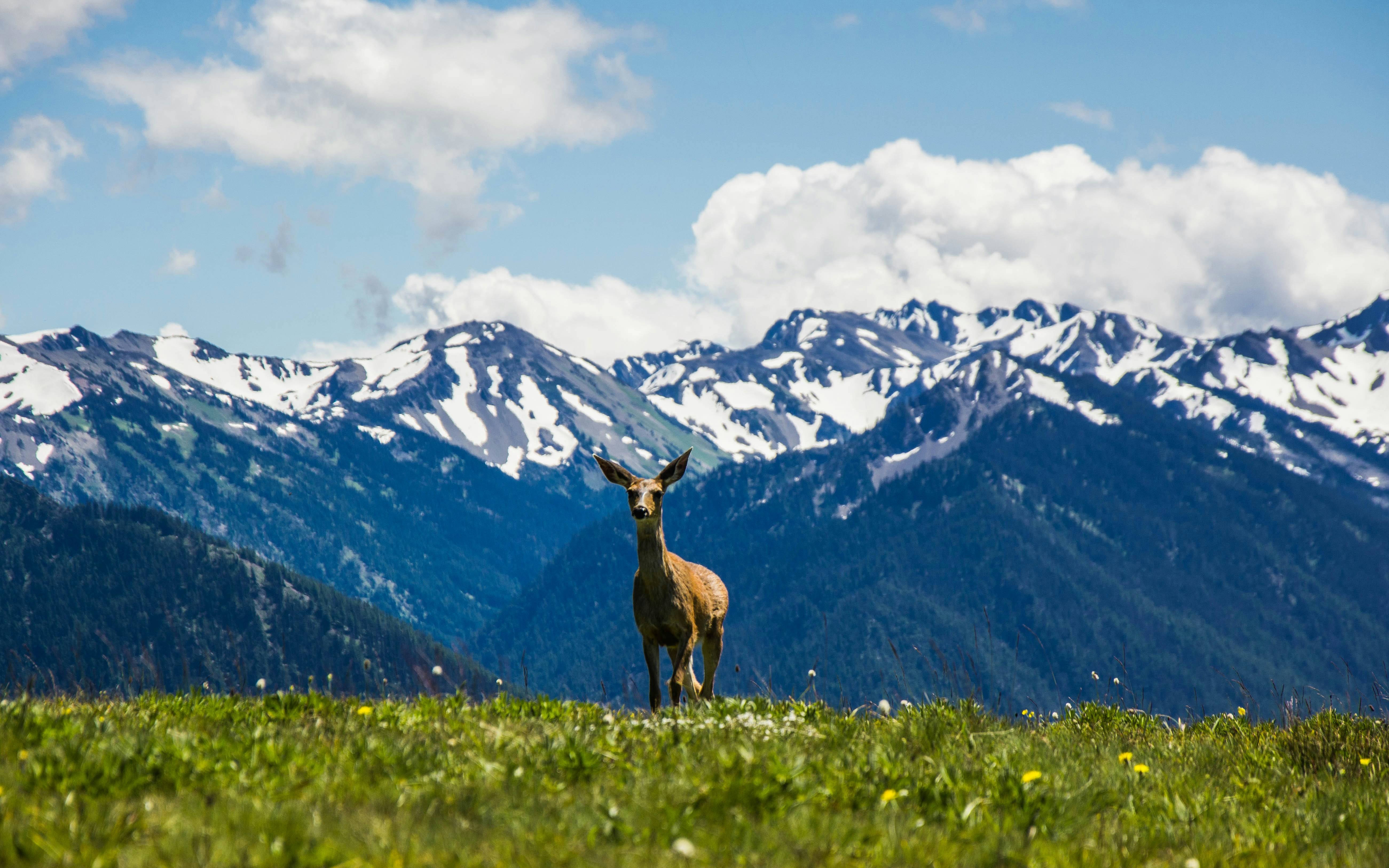 A deer with the Olympic Mountains in the background.