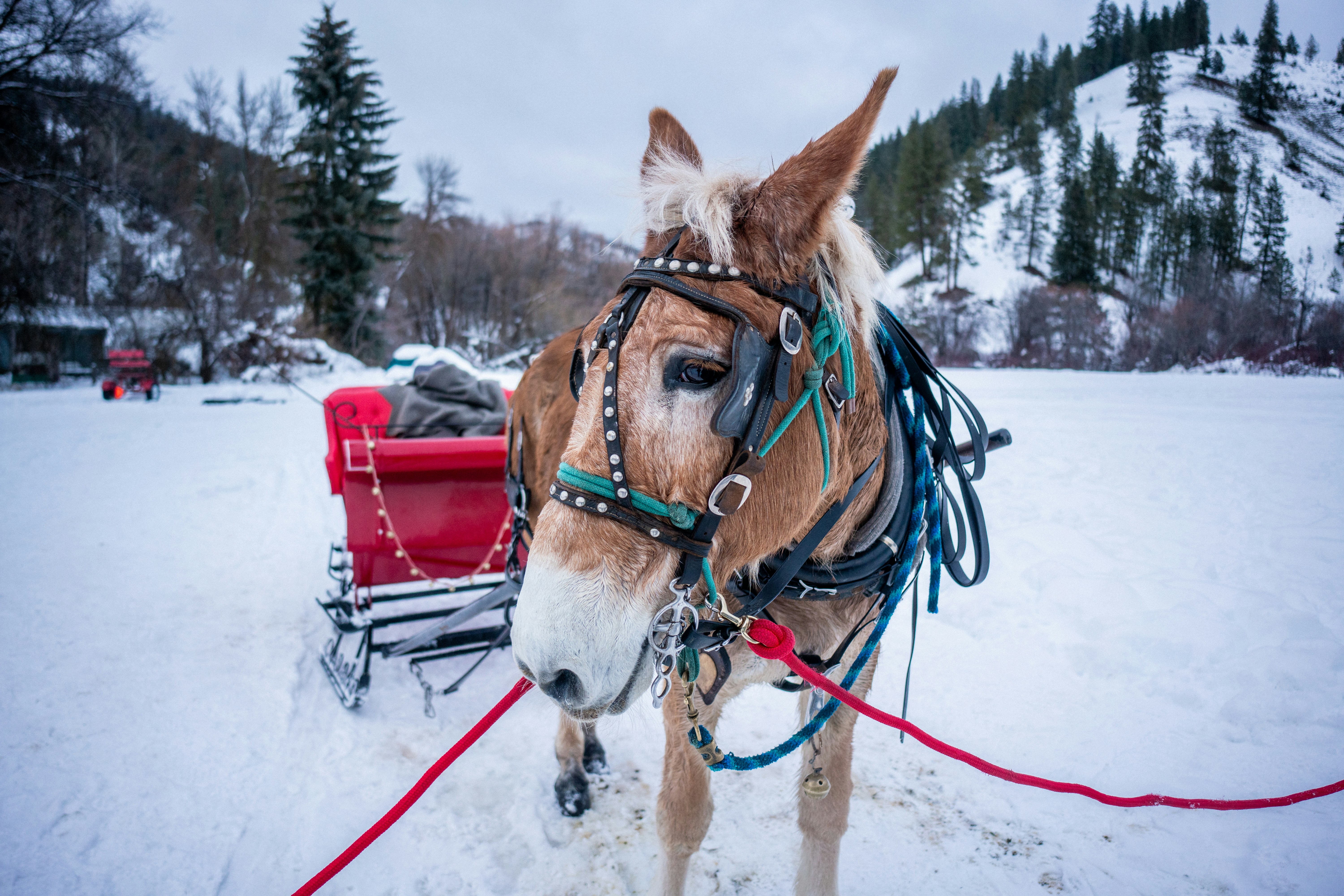 A horse tied up to a sleigh in winter