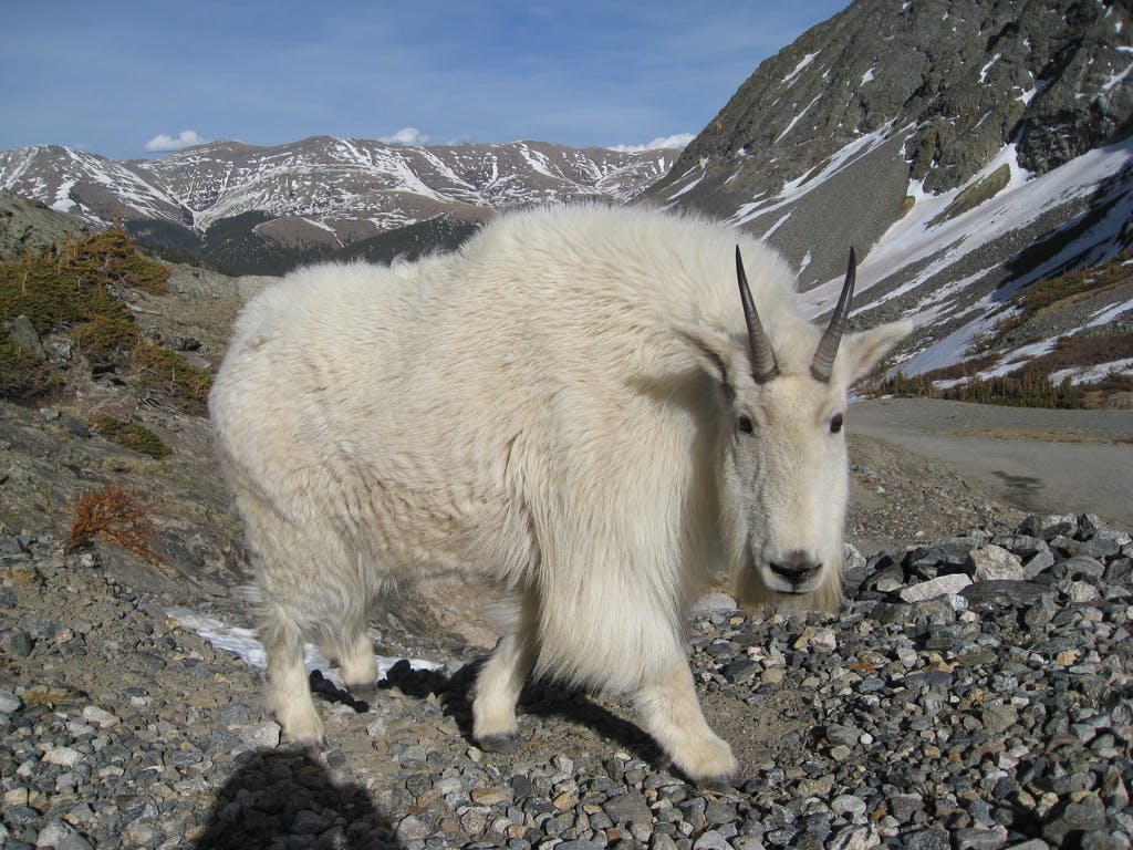 Breckenridge Hiking Trails Where To Go And Local Tips Vacasa