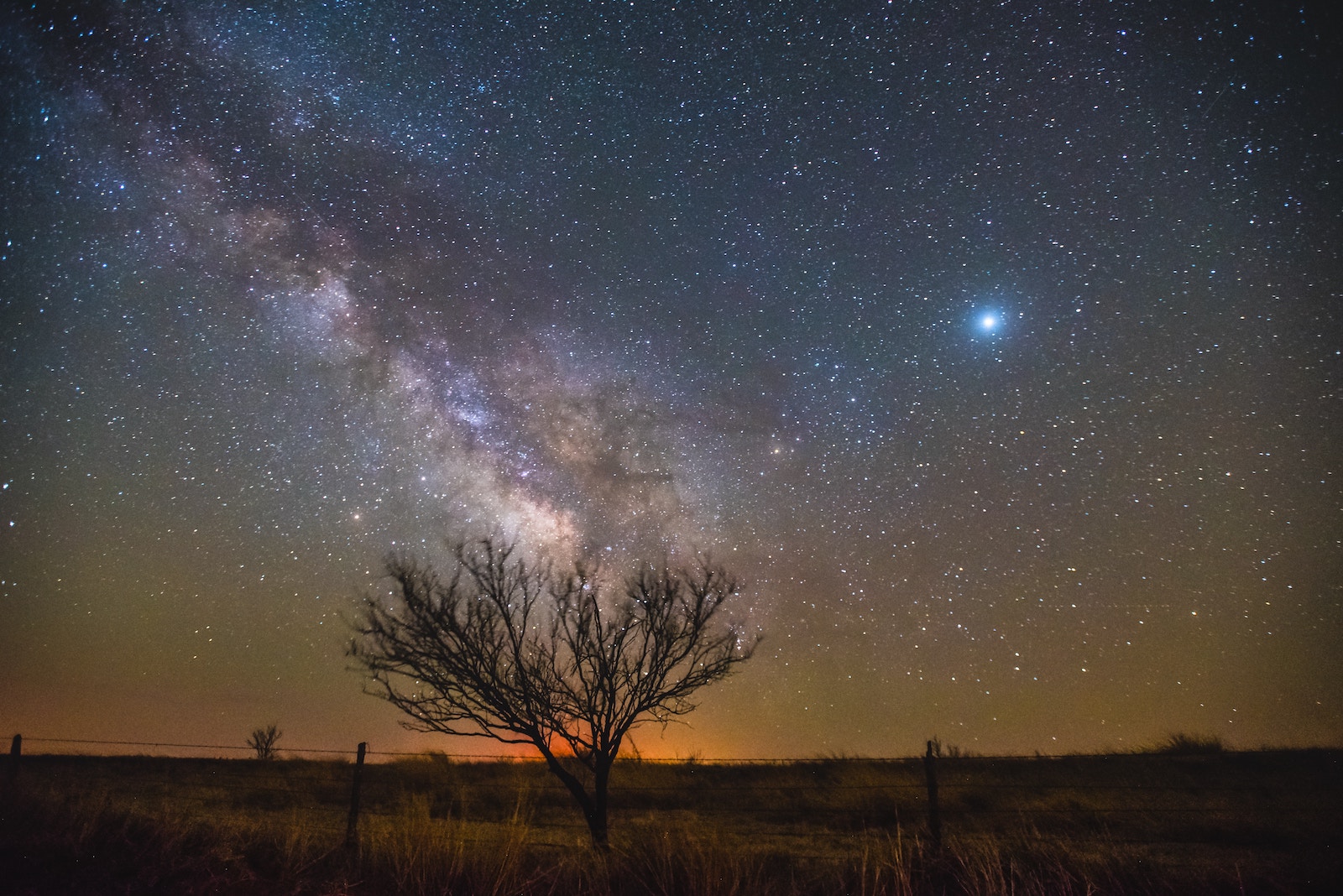 A tree in a field with a sky full of stars