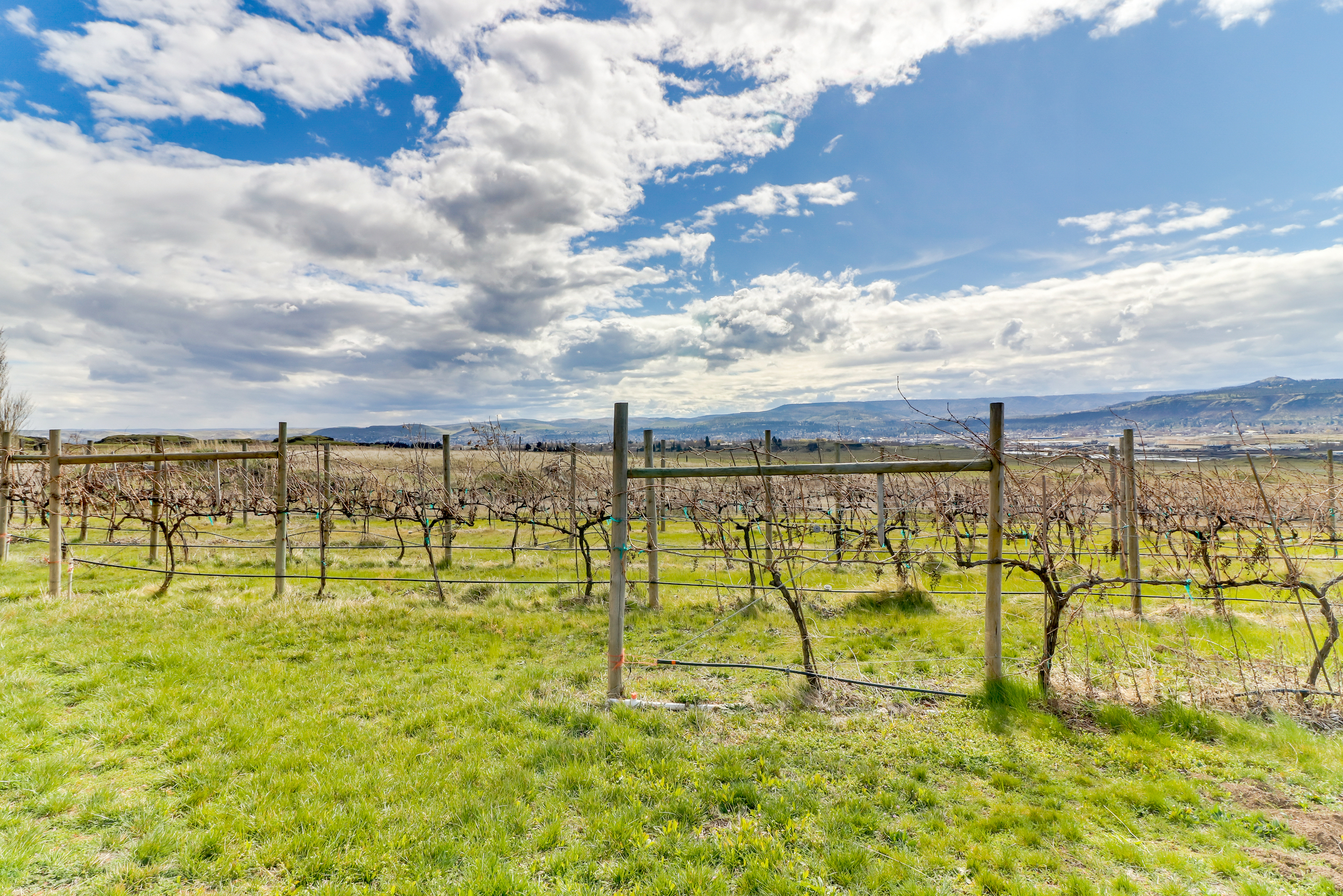 columbia gorge vineyard