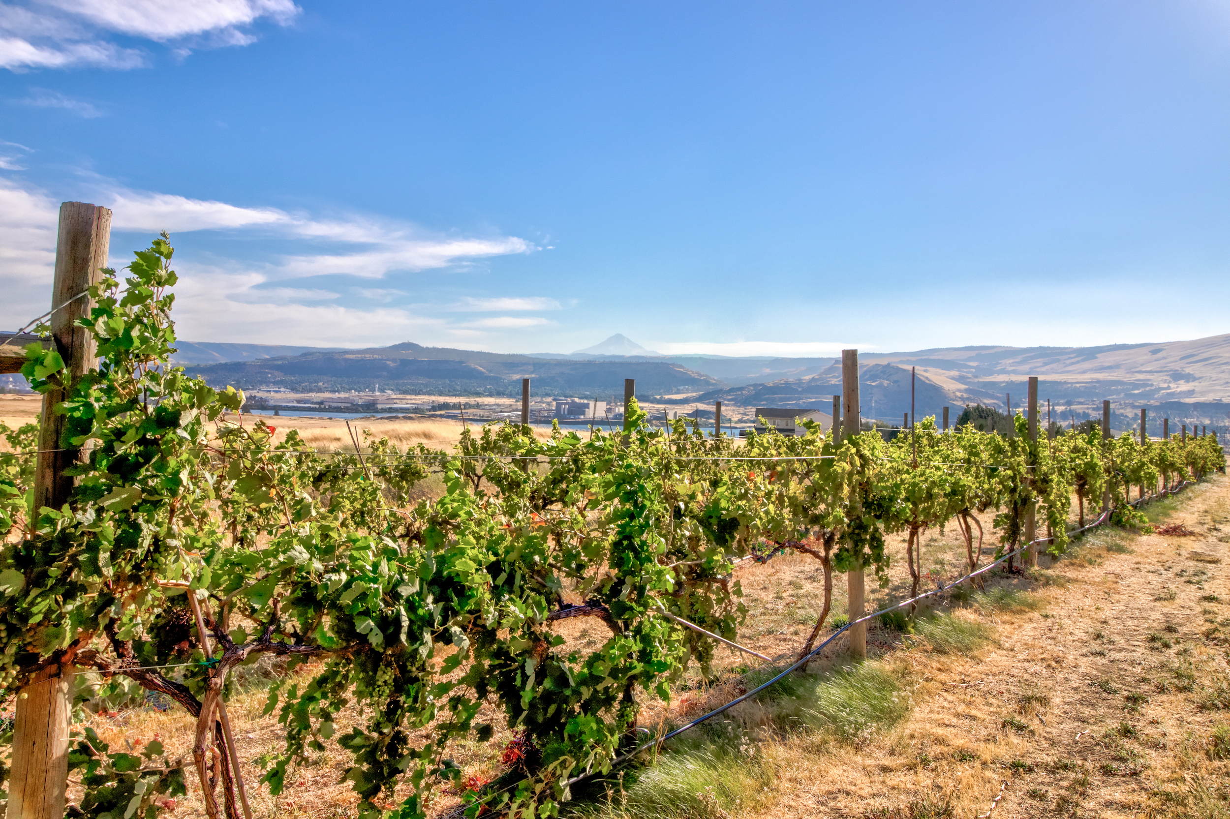 Plan Your Oregon Wine Country Vacation | Vacasa