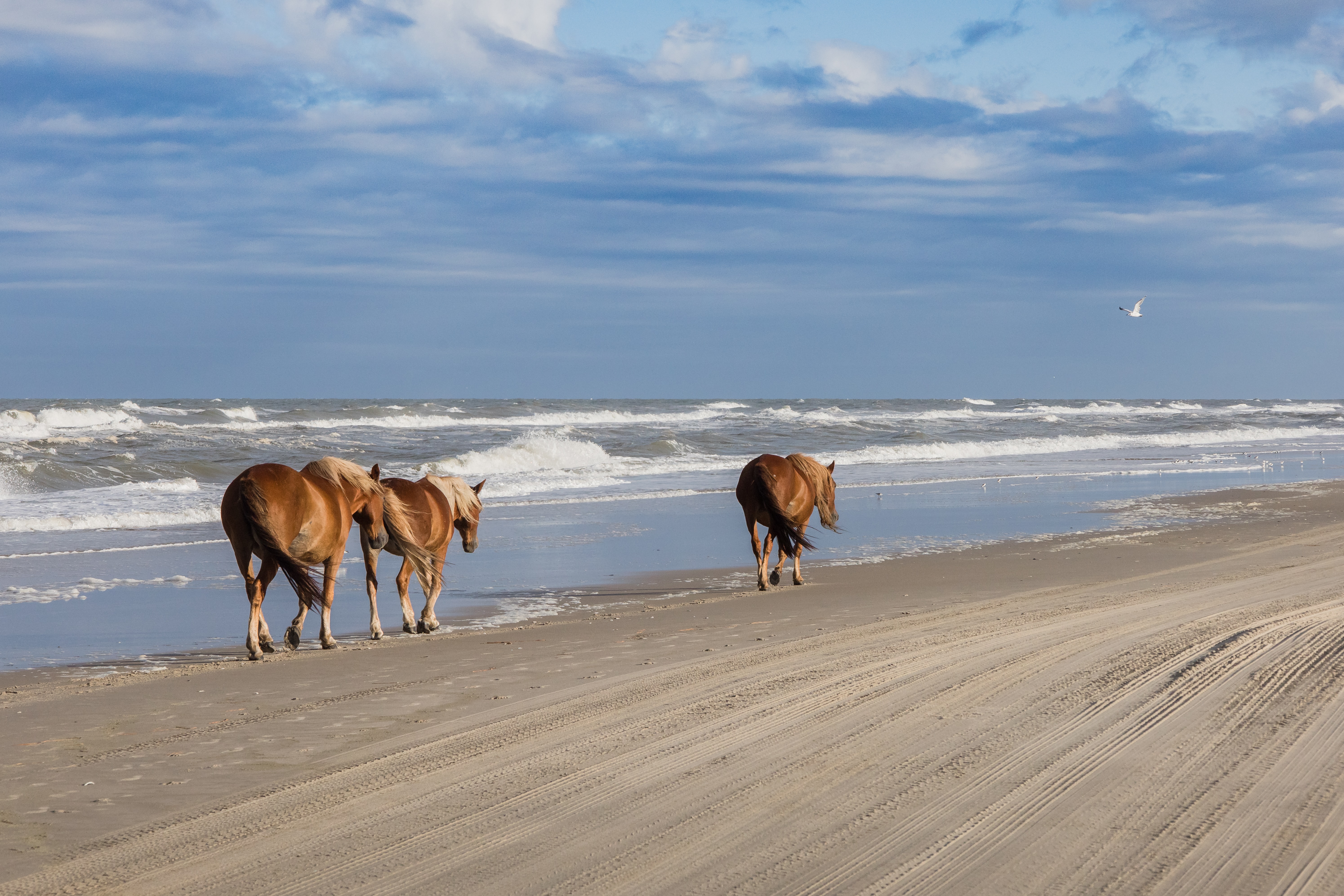 wild horses on corolla beach