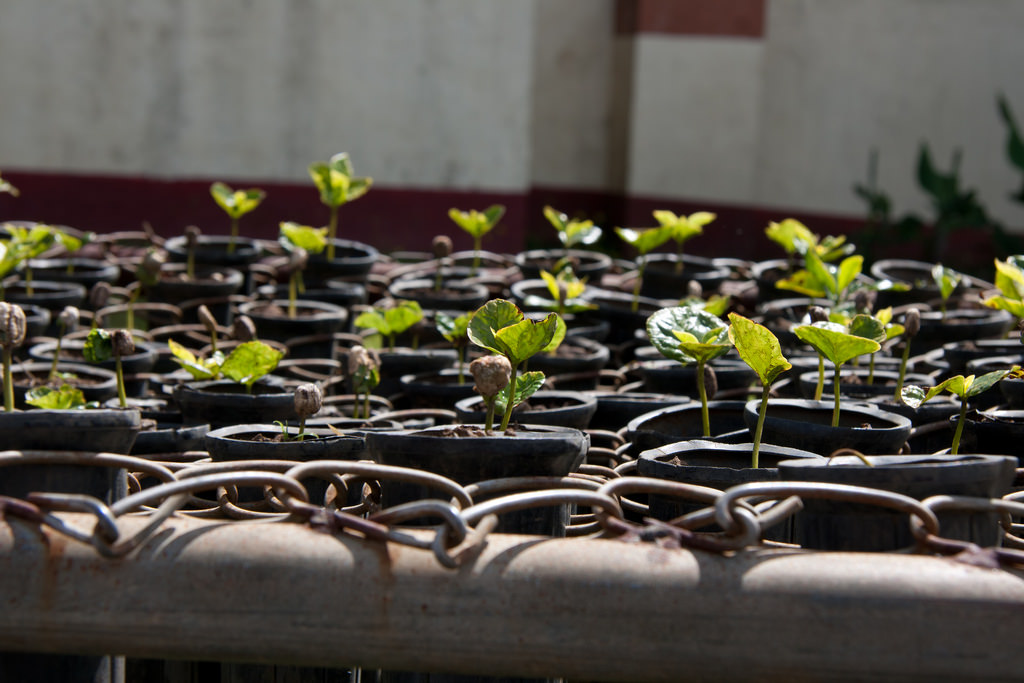 Sprouted coffee plants