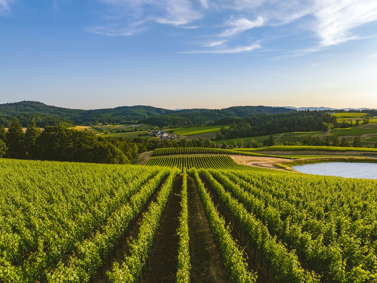View of rolling hills and a vineyard.