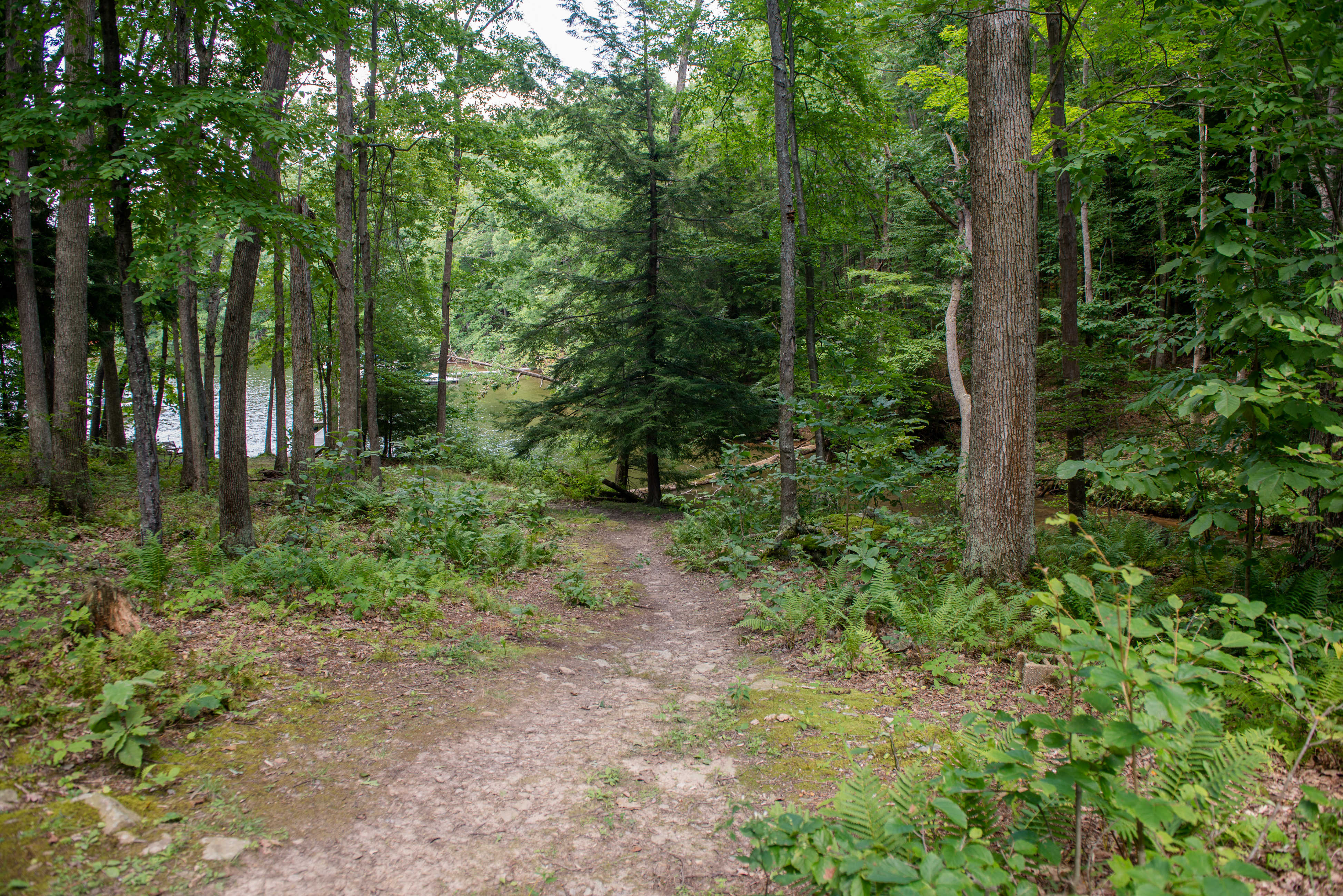 Forest trail heading towards a lake