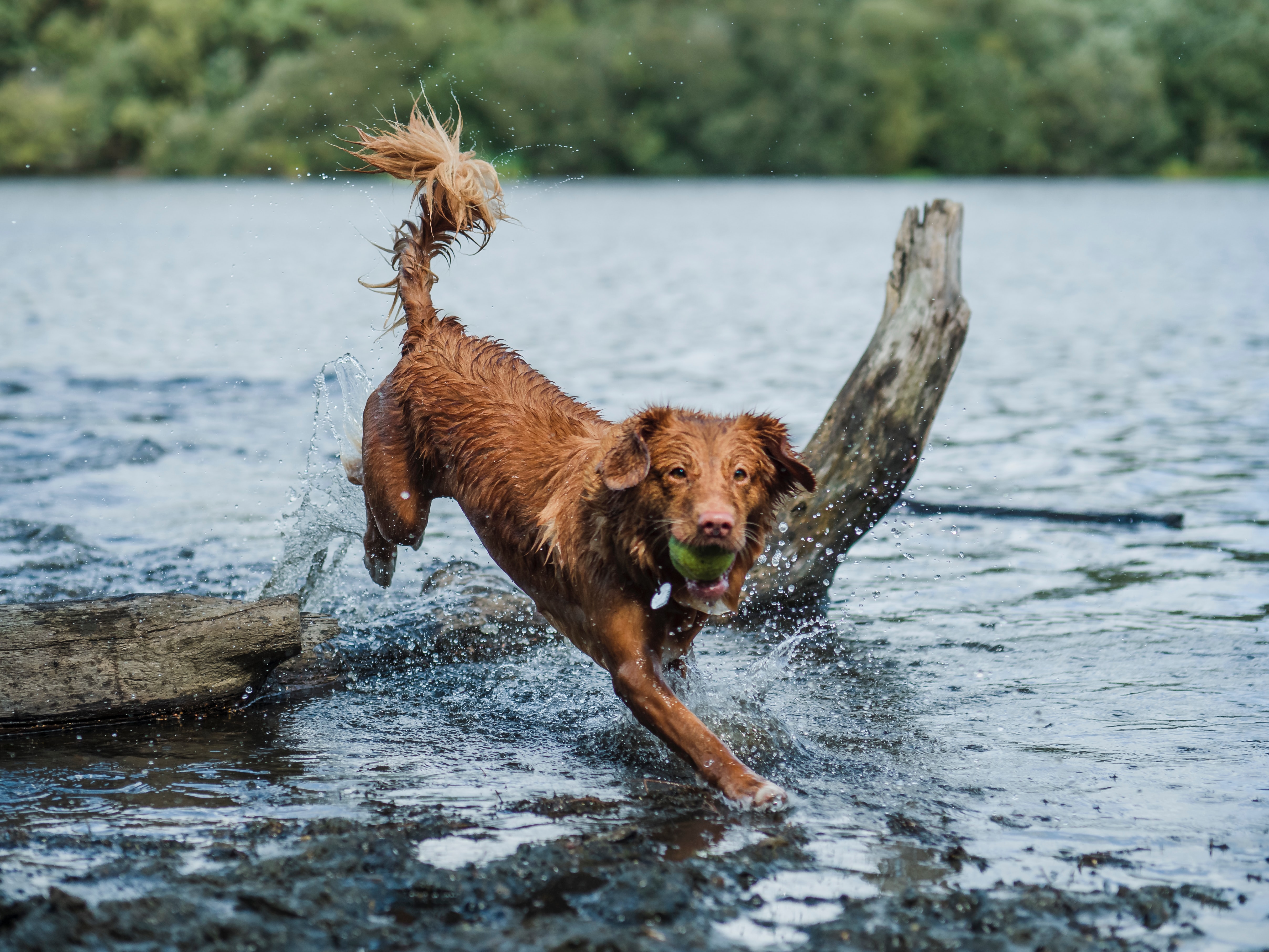 Dog playing with tennis ball in lake