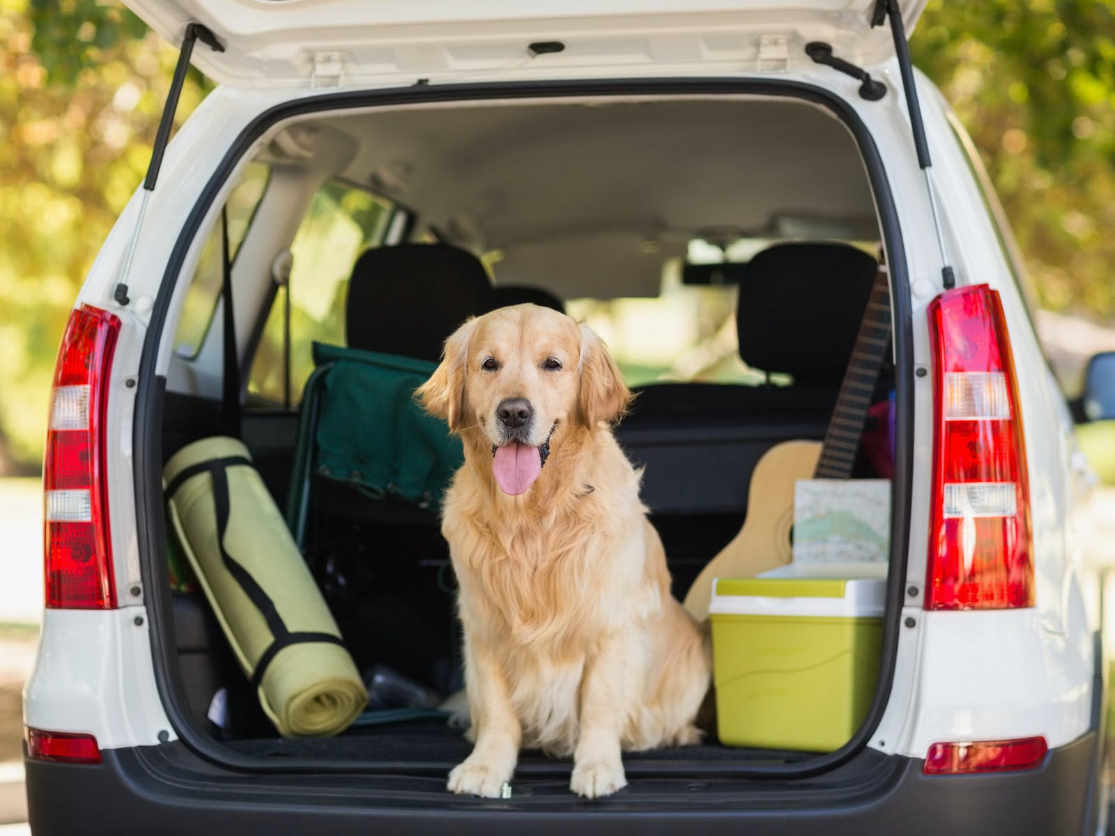 golden retriever sits in trunk of SUV next to a yoga mat and a cooler