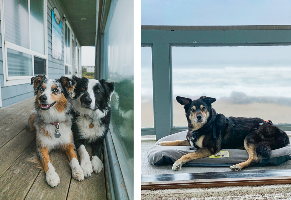 Dogs laying on a house deck.