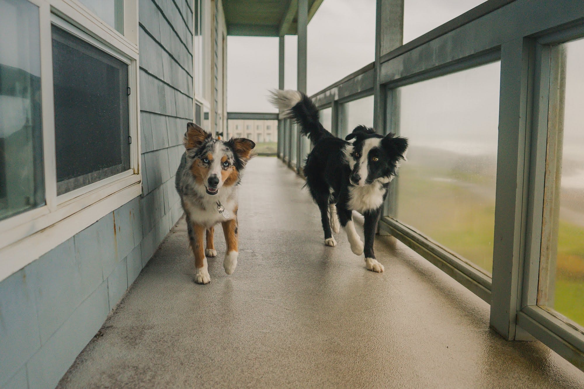 How to market your Airbnb to pet owners