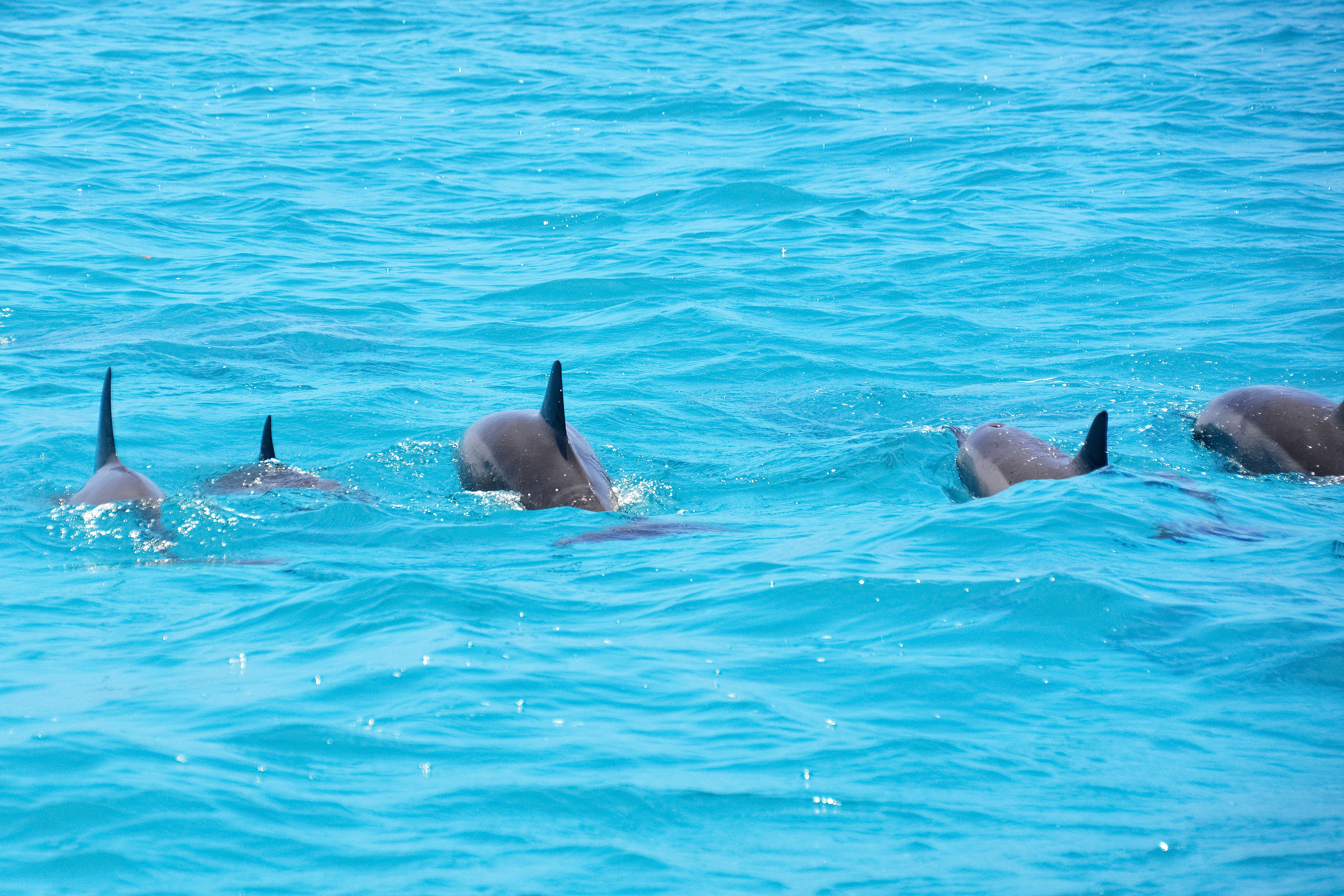 Dolphins swimming in the ocean.