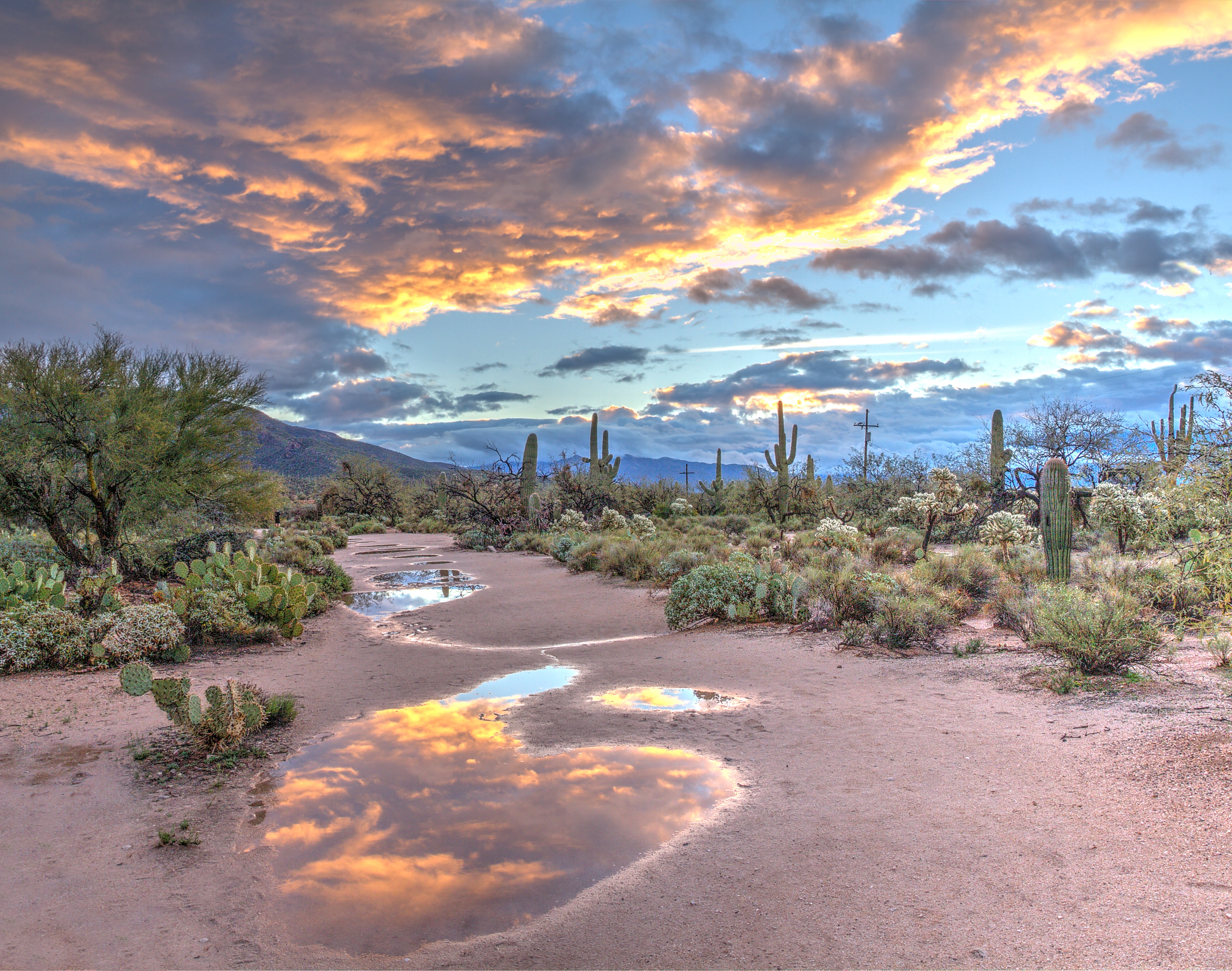 Field of cacti in Arizona at dusk.