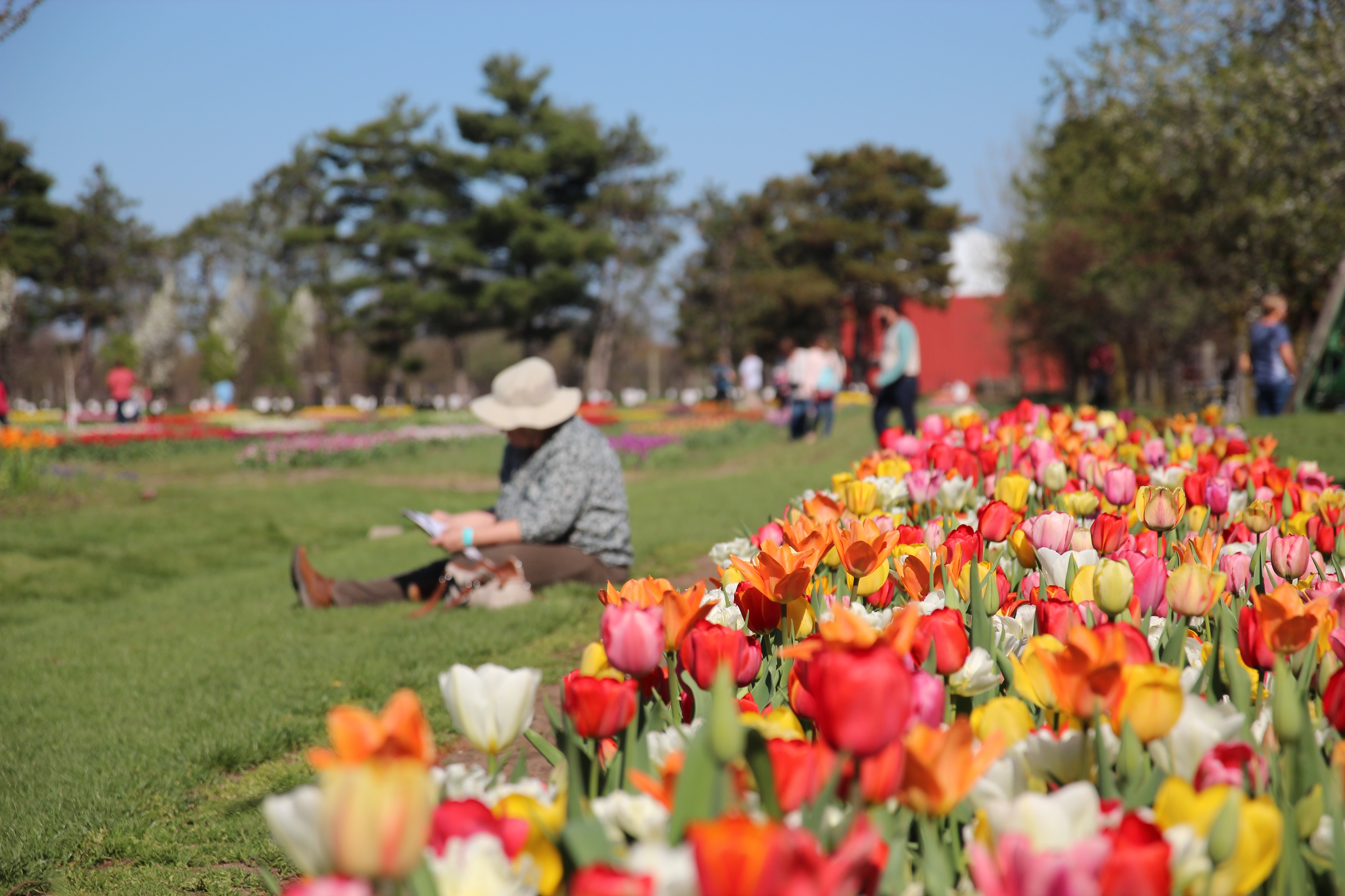 A man sitting on a bench in a field of tulips