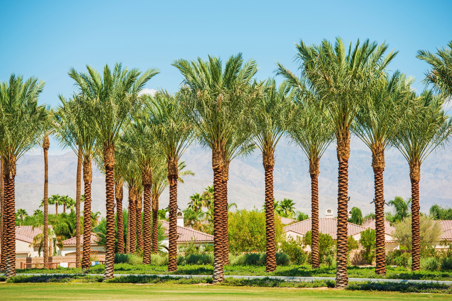 Palm trees in California