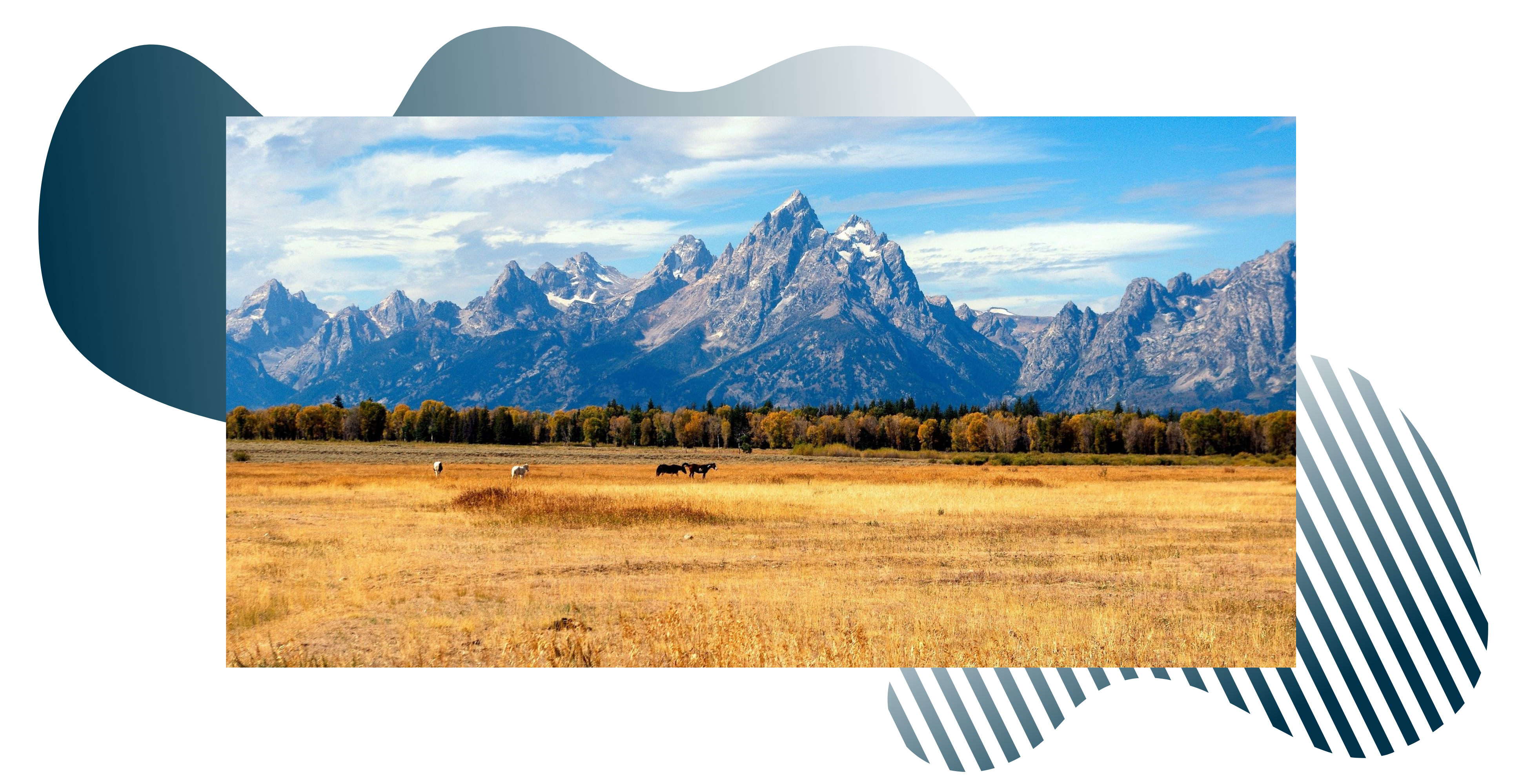 cows linger in the pasture in front of the grand tetons