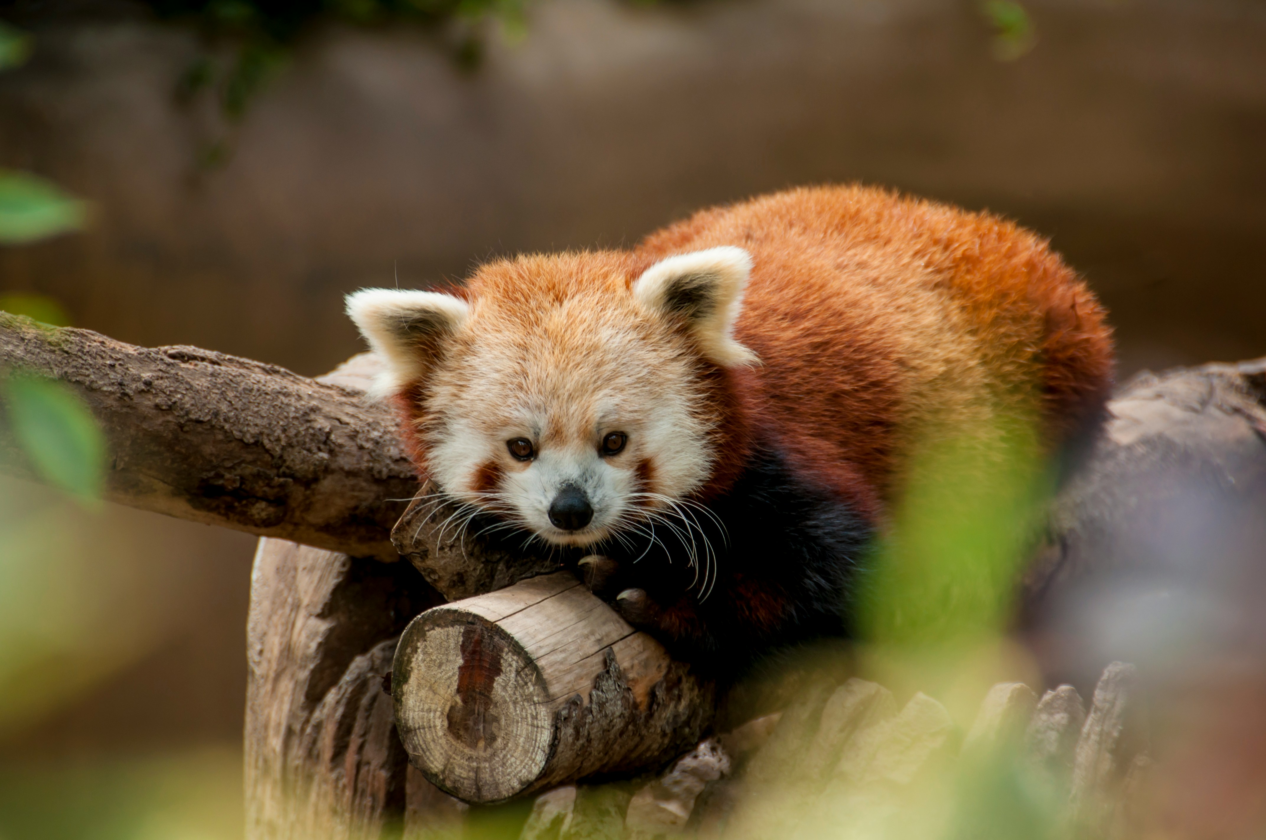 Cozy red panda