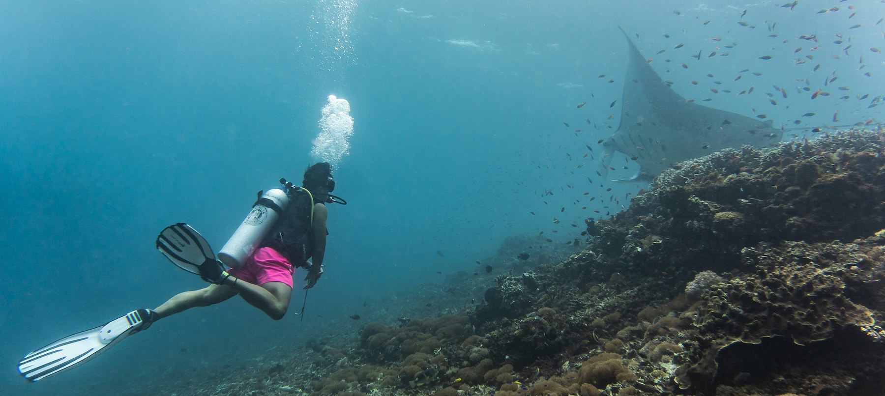 Snorkeling with manta rays