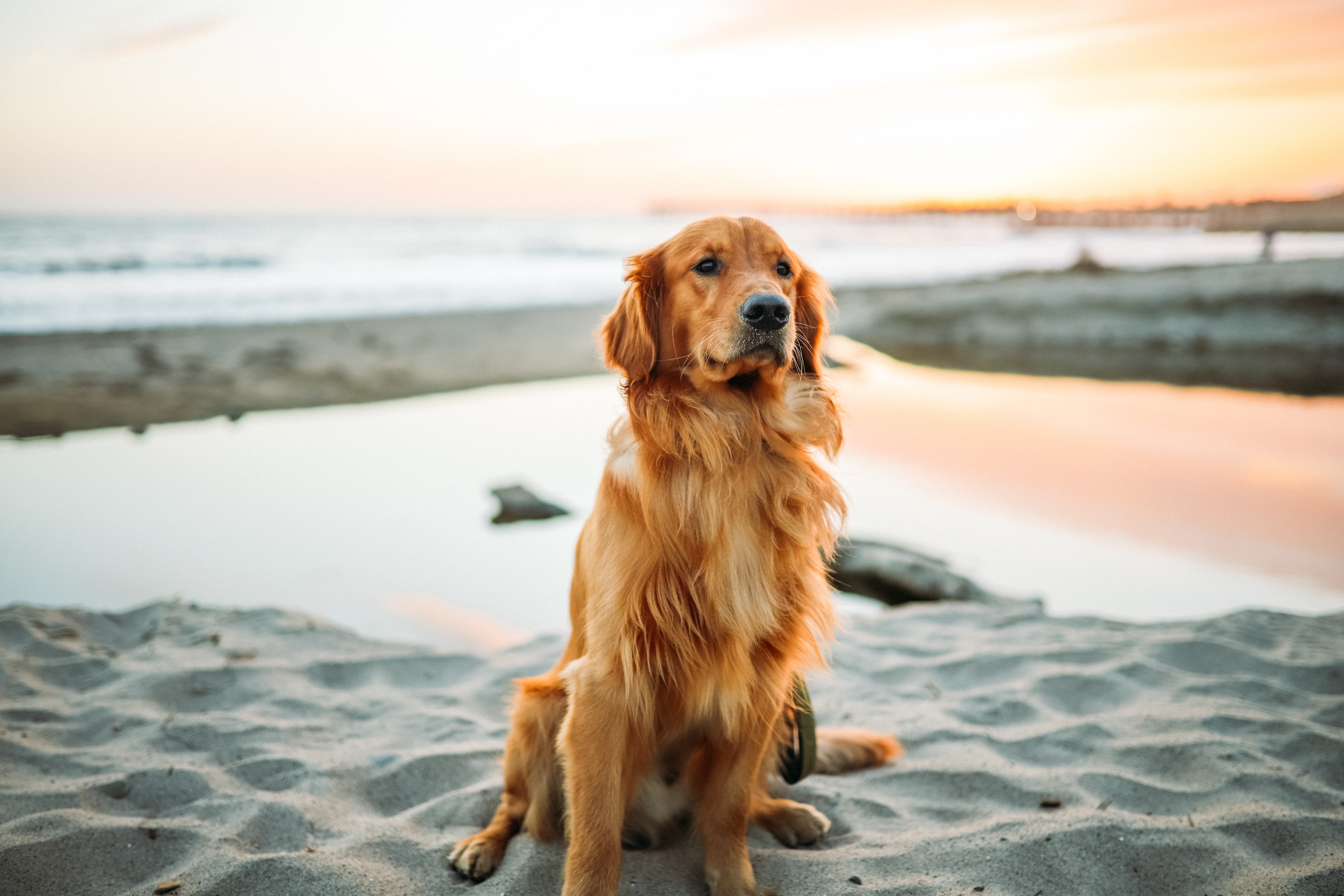 Golden Retriever on beach