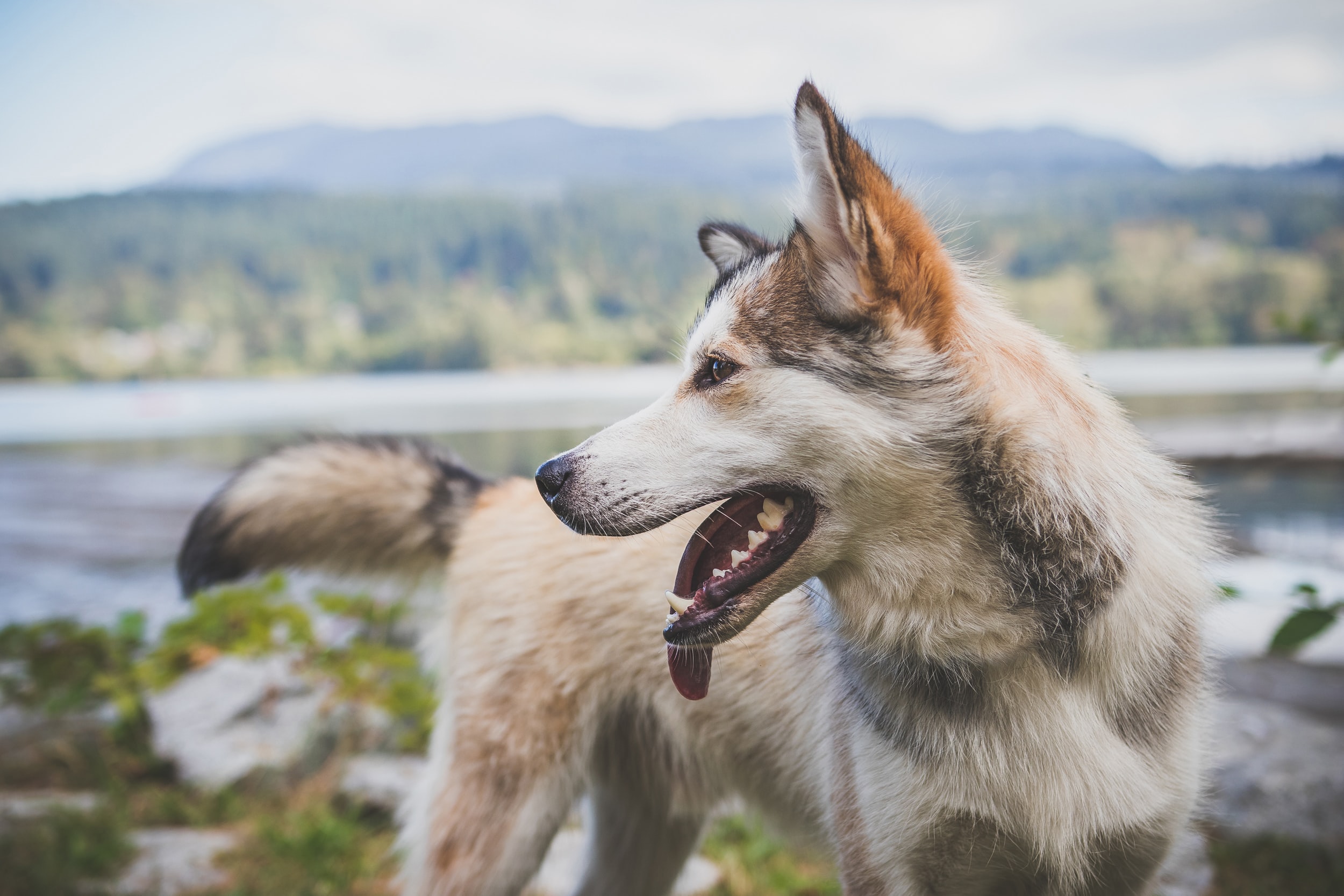 husky dog by beach