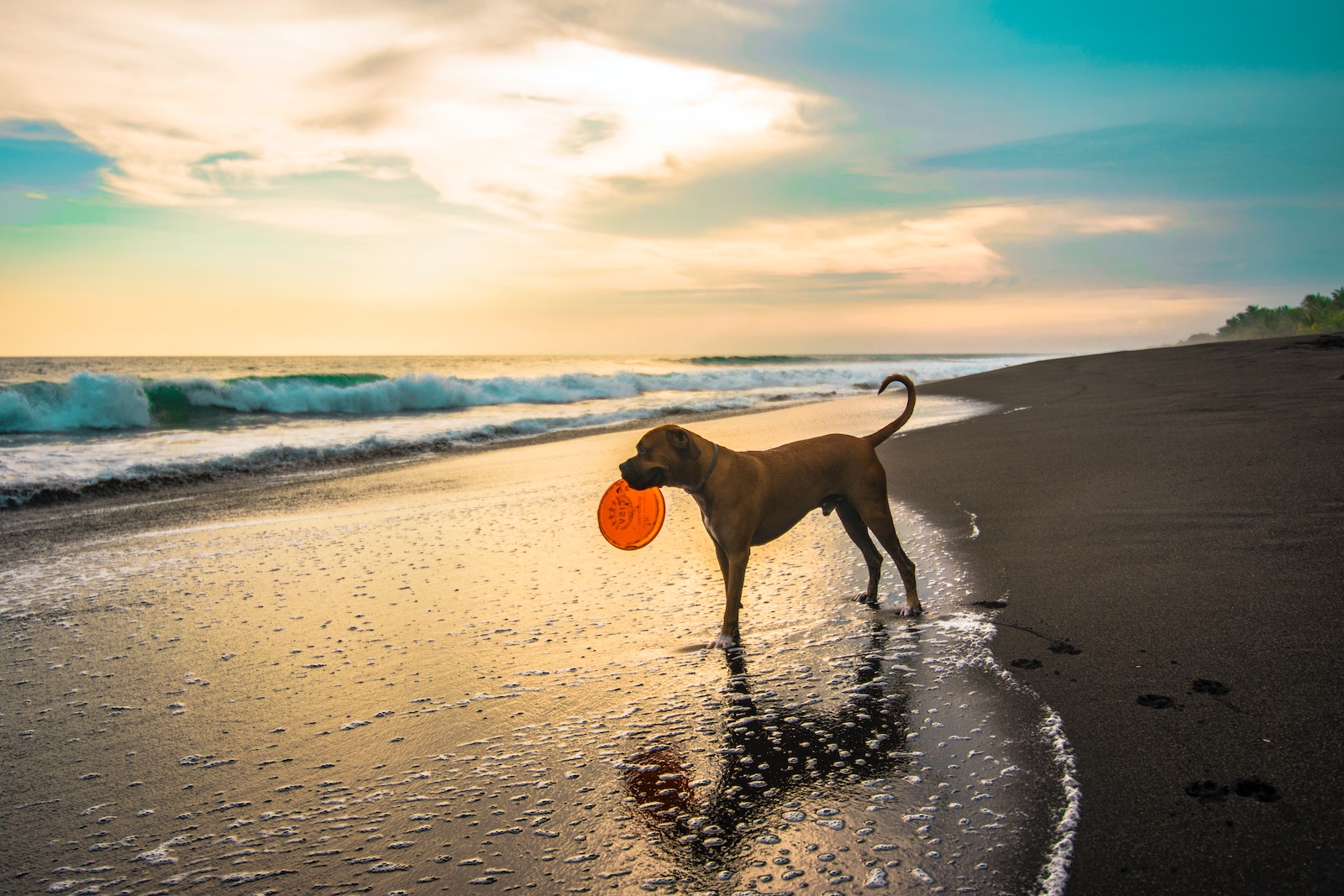 Dog holding a frisbee at the Oregon Coast.
