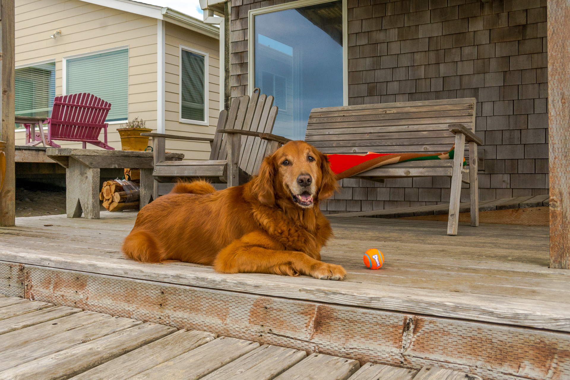 dog friendly cottages by the beach